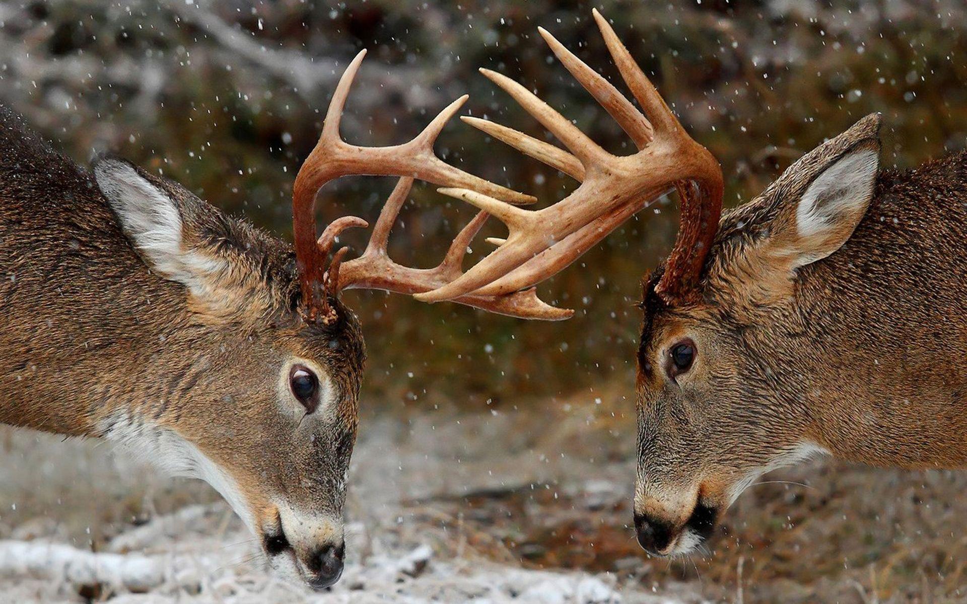Wallpaper Amazing Two Deer Antlers Desktop