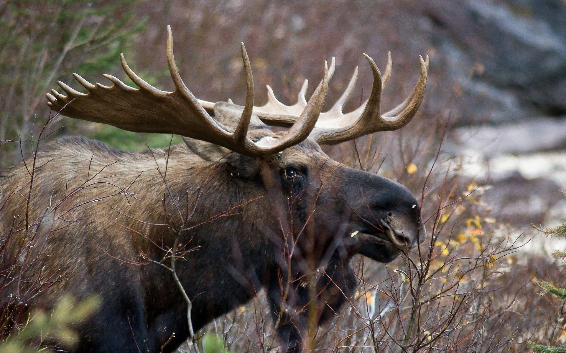 Animals: Moose Deer Animal Desktop Wallpaper For Mac for HD 16:9