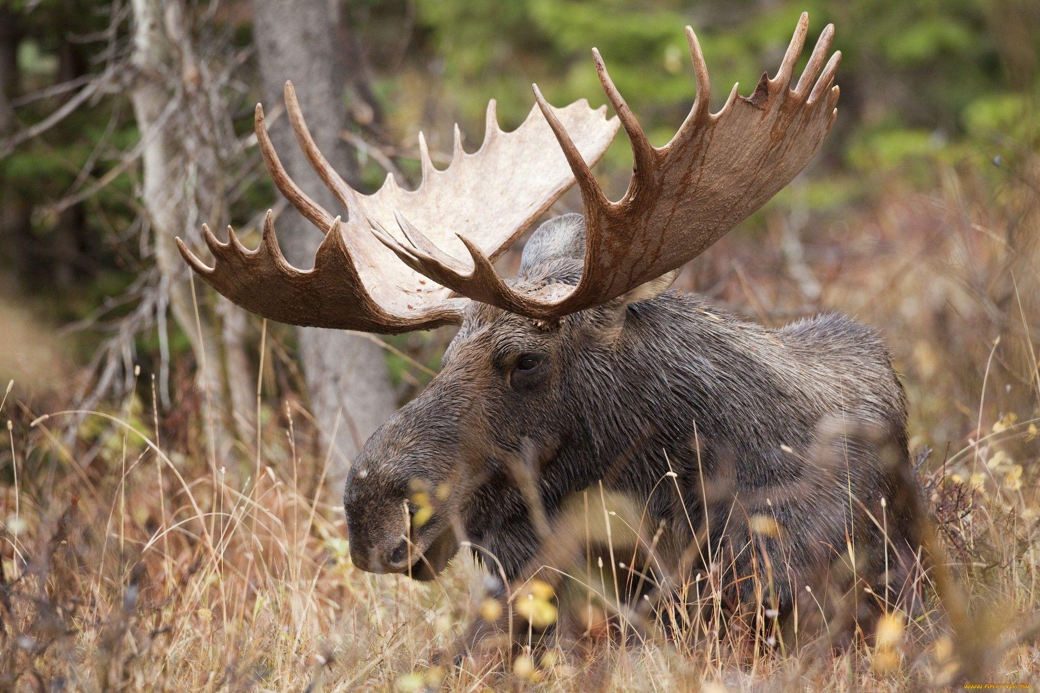 Moose HD Wallpaper and Background Image
