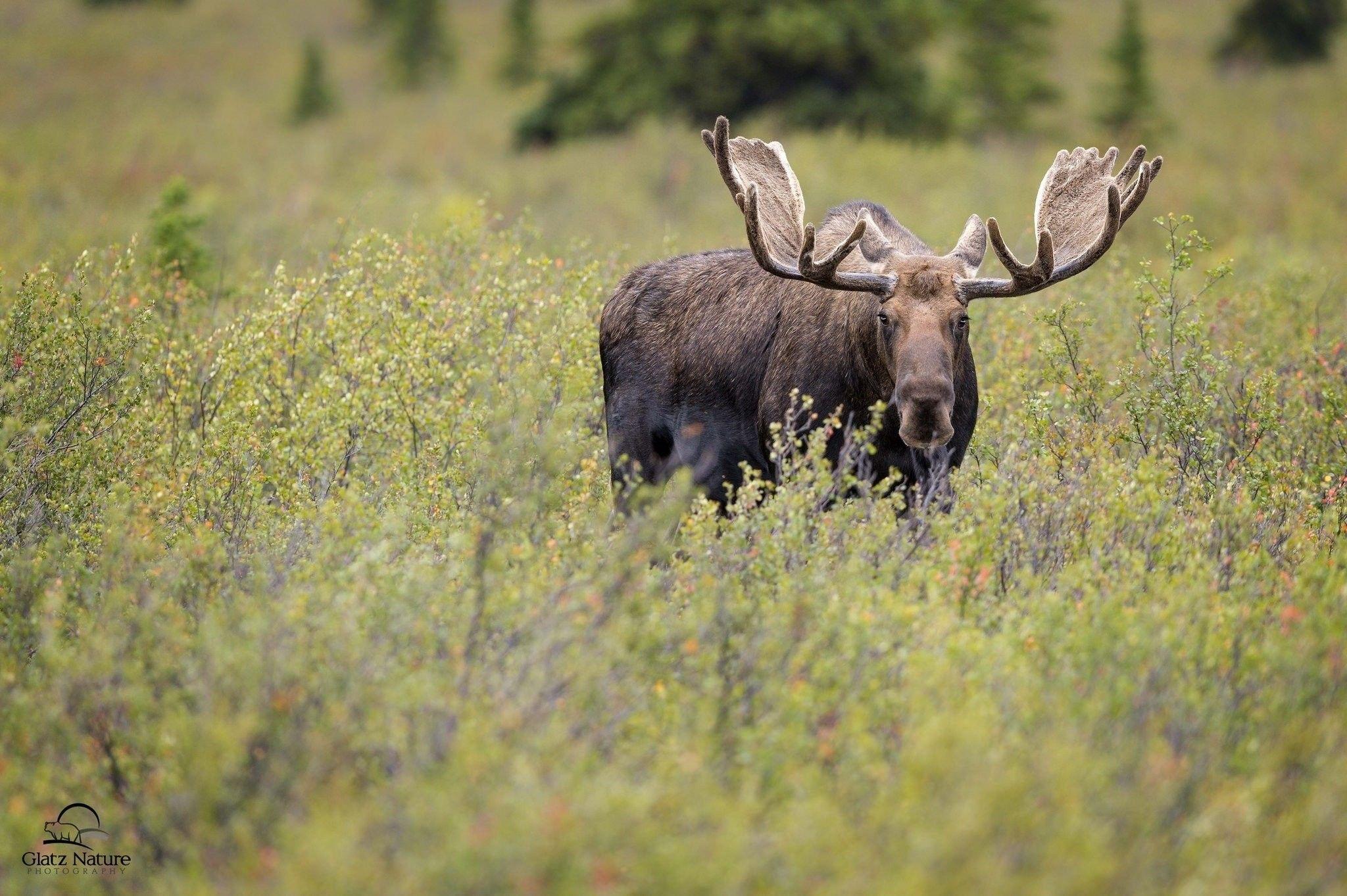 Animals: Deer Elk Moose Animals Desktop Photo for HD 16:9 High