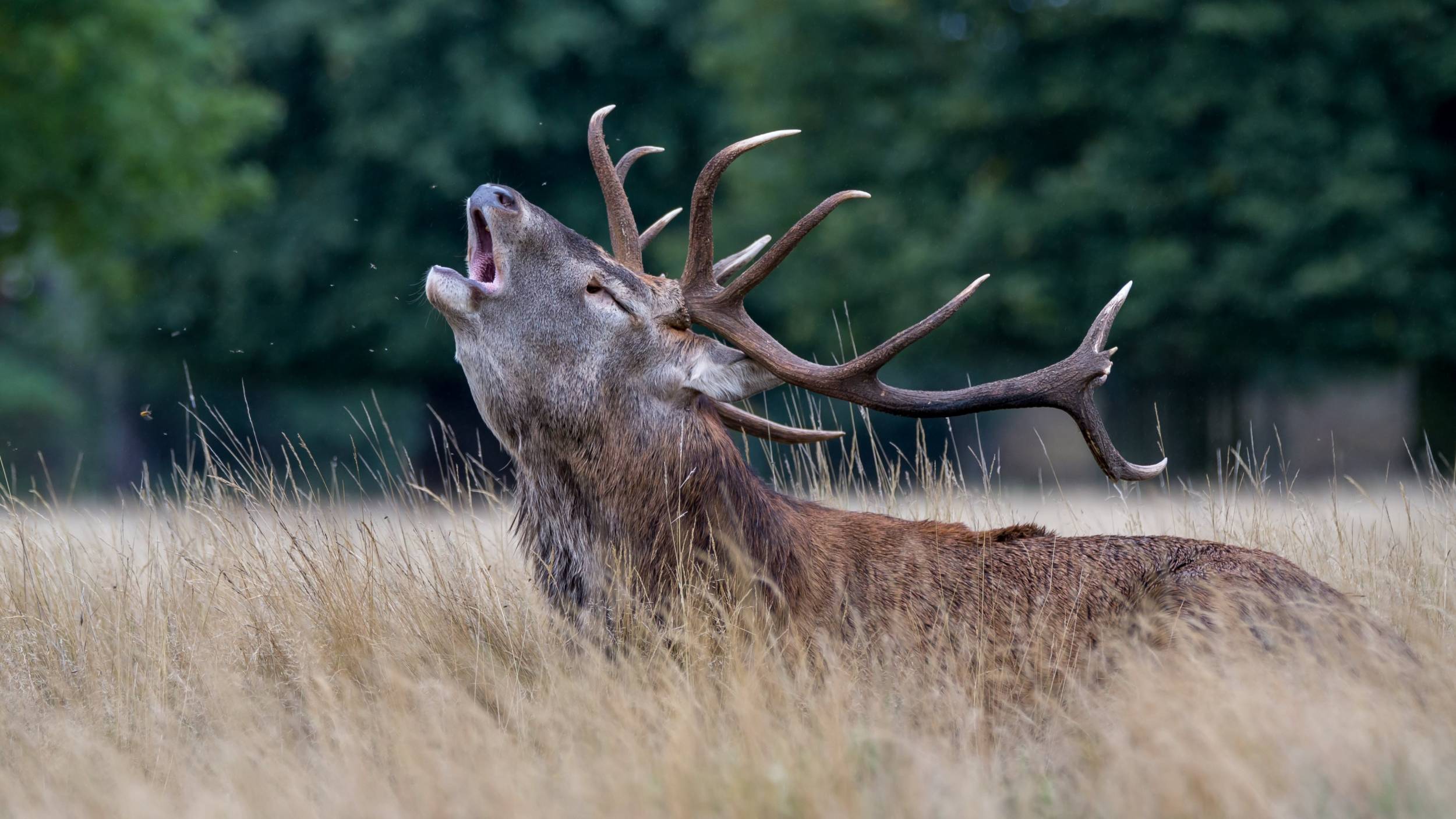 Superb HD Widescreen Wallpaper of Stag, Full HD 1080p