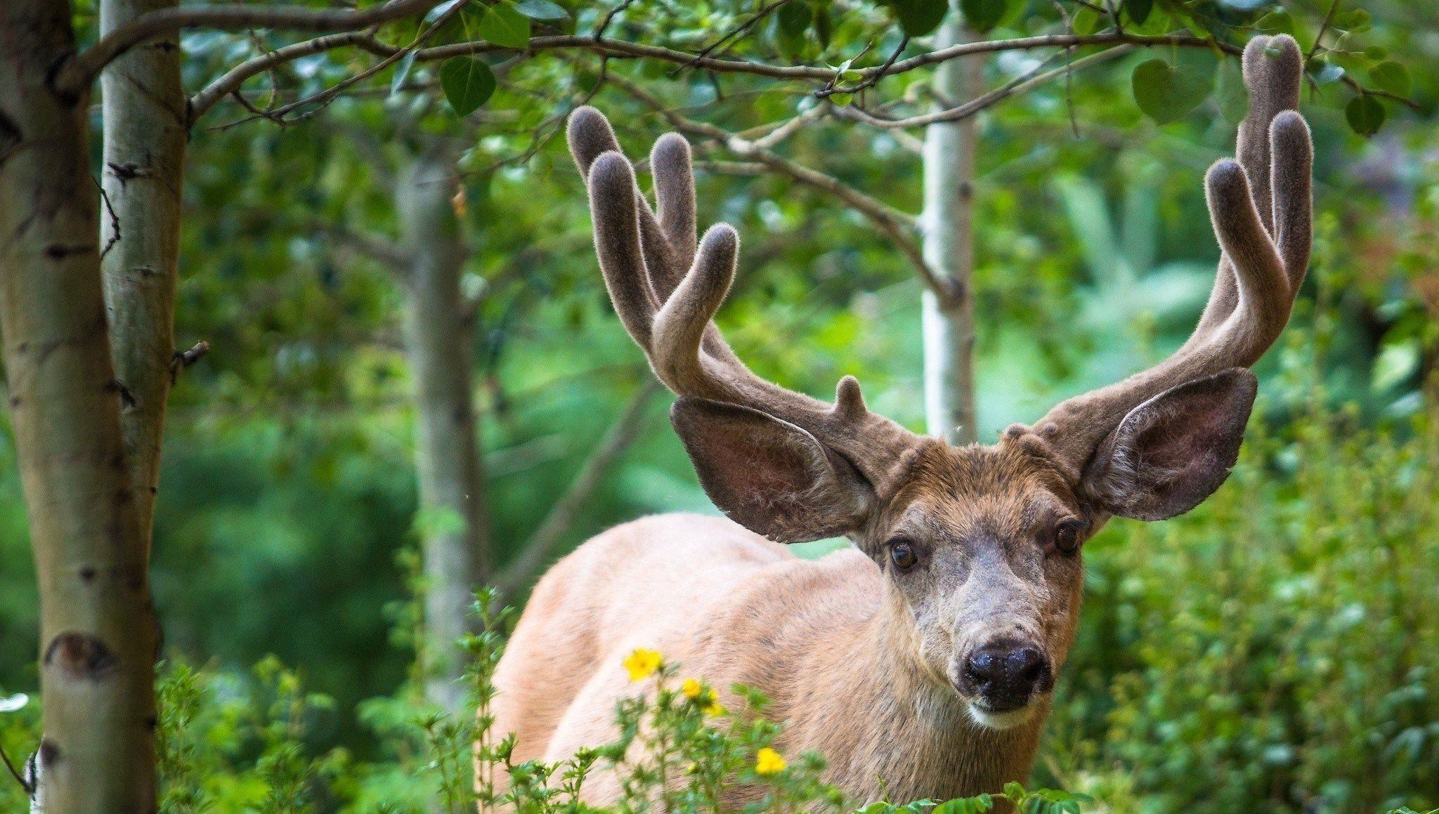 deer for mac computers 2048x1159. gogolmogol. Free