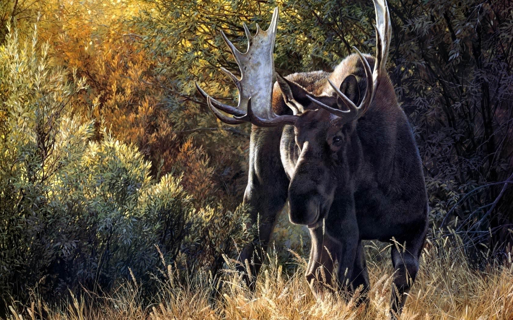 Moose wallpaper 1680x1050 desktop background