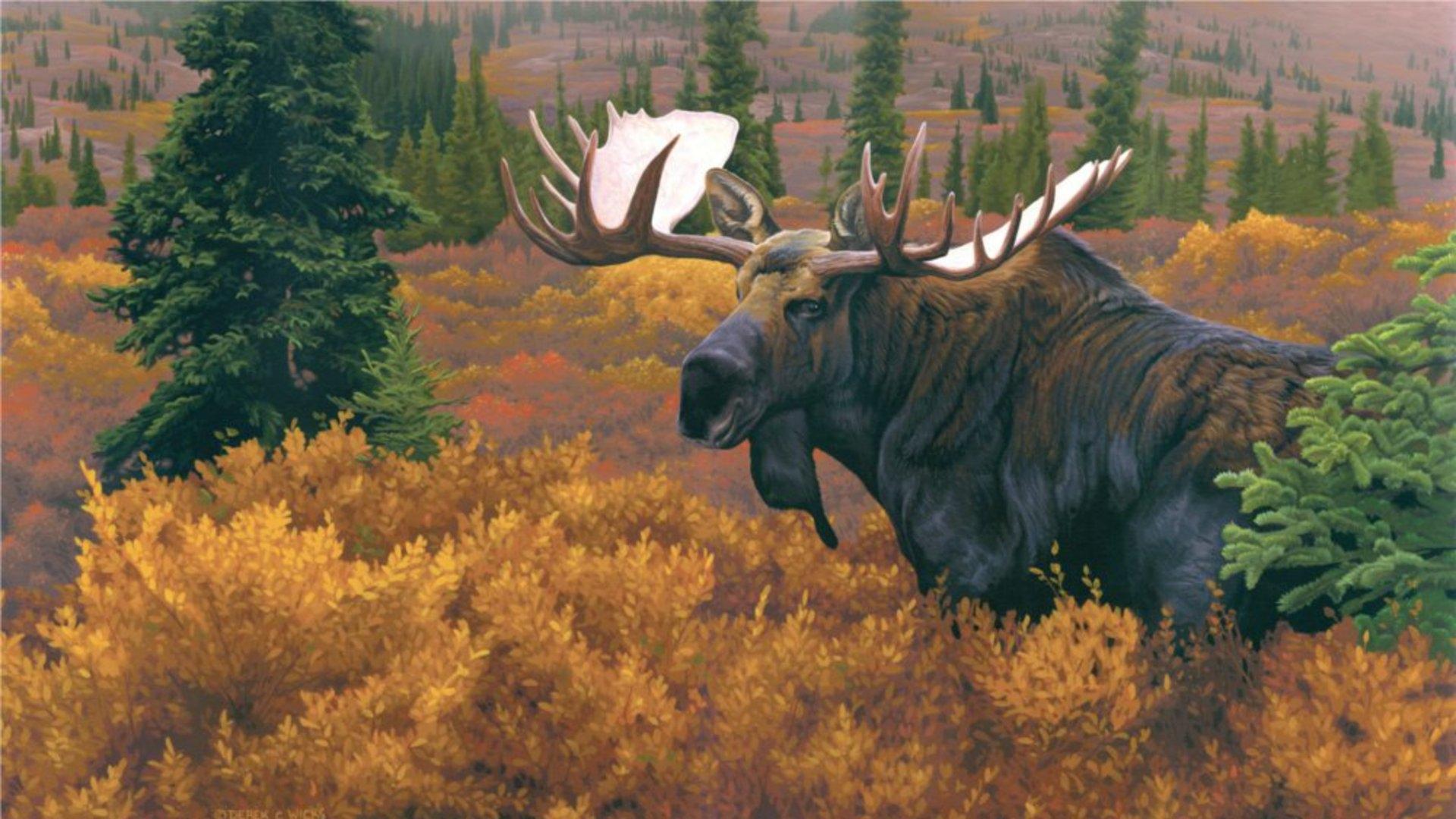 The Moose HD desktop wallpaper, Widescreen, High Definition