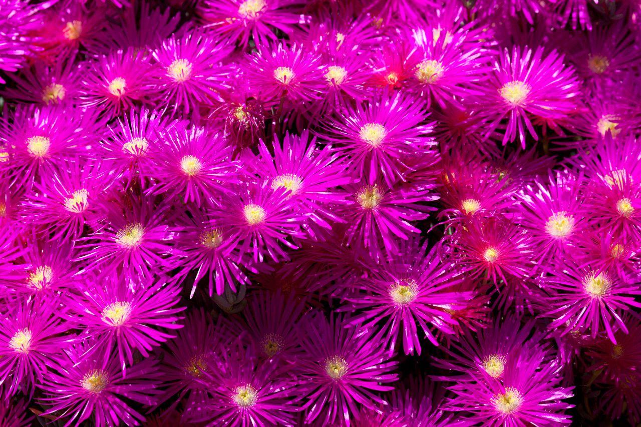 Purple Flower Background Free Domain Picture