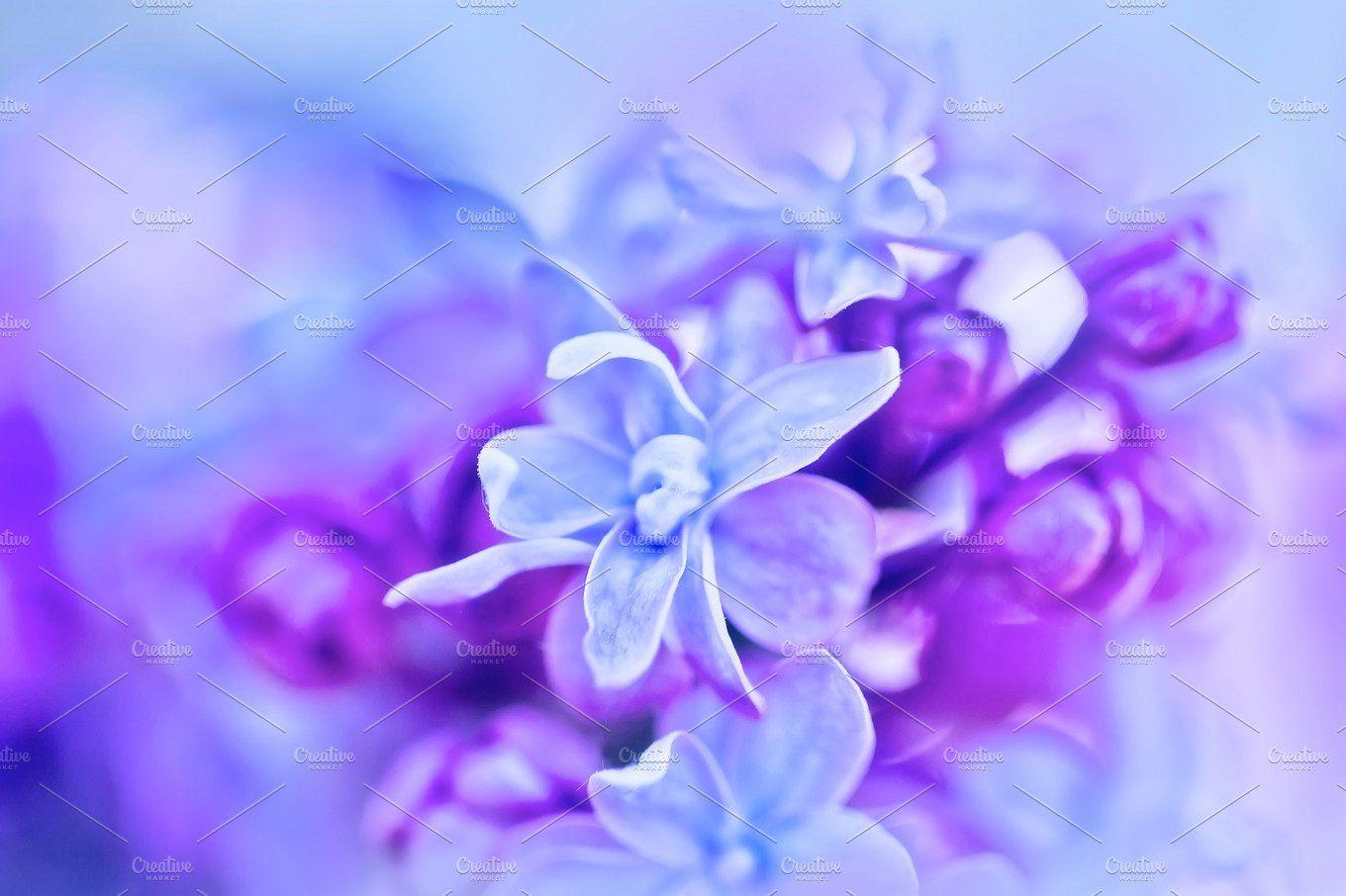 Macro image of spring lilac violet flowers, abstract soft floral