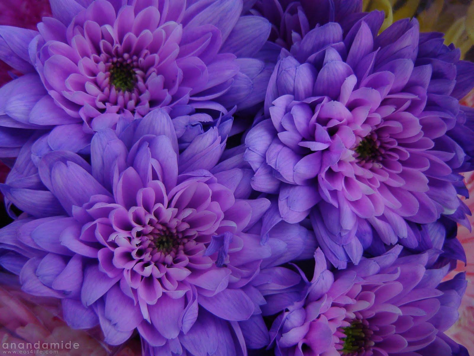 Love U Wallpaper: purple flower hd