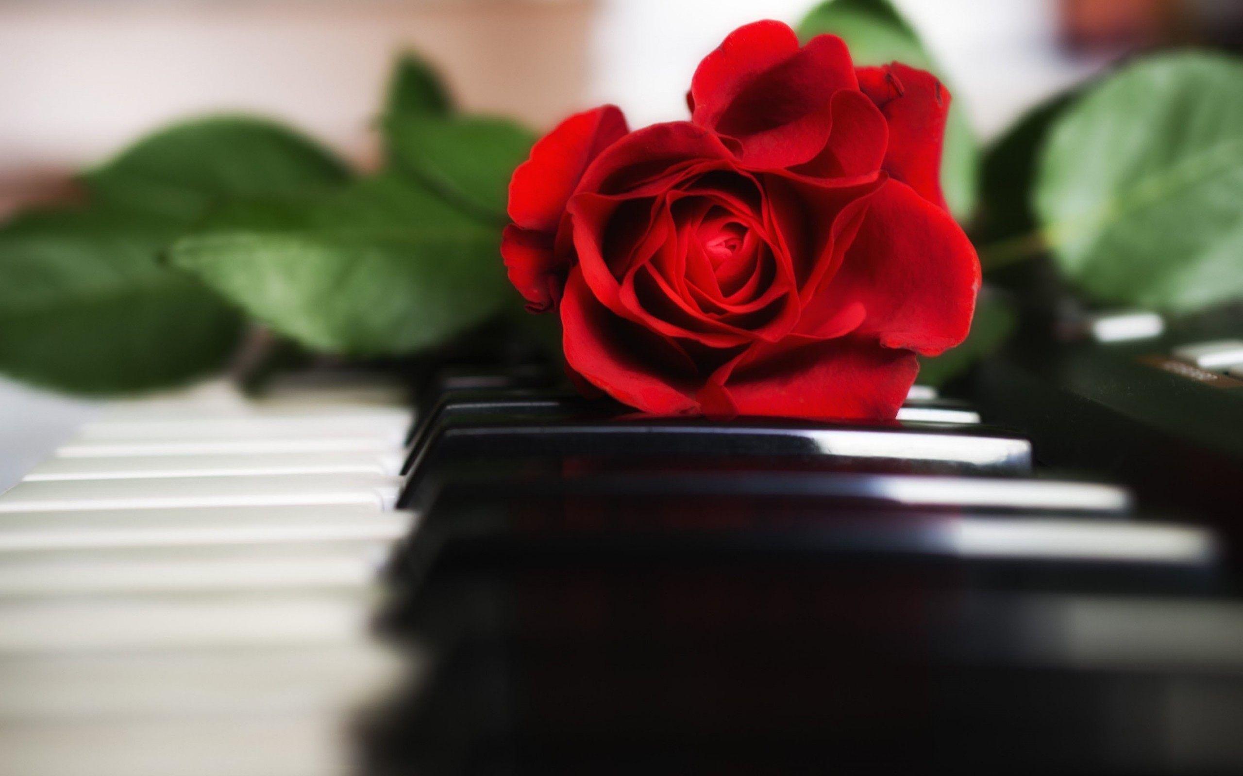 Фортепиано И Цветы