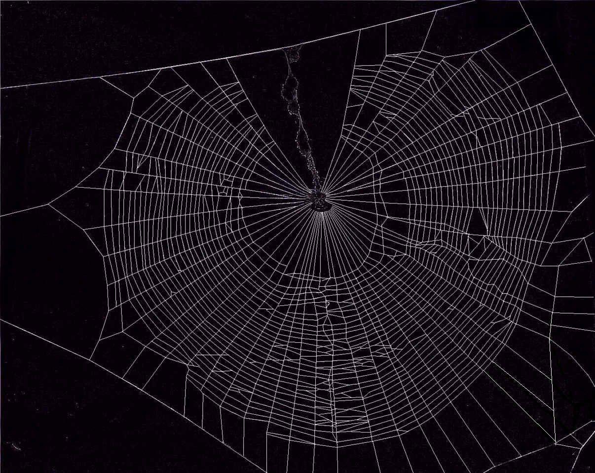 Spider Web Wallpaper Desktop #CJQ. Spider web, Abstract art wallpaper, Spider