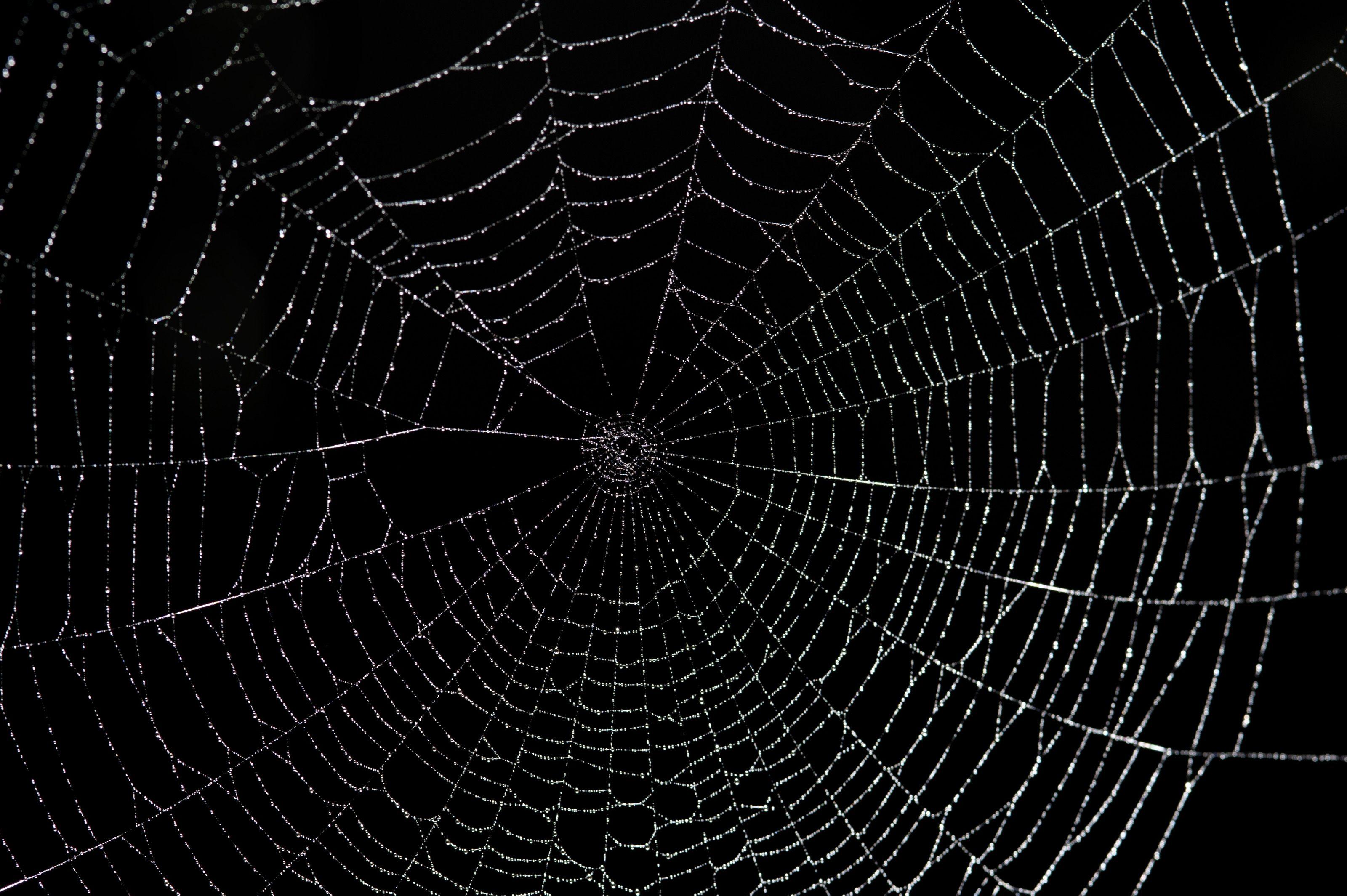 Photography Spider Web wallpaper (Desktop, Phone, Tablet)