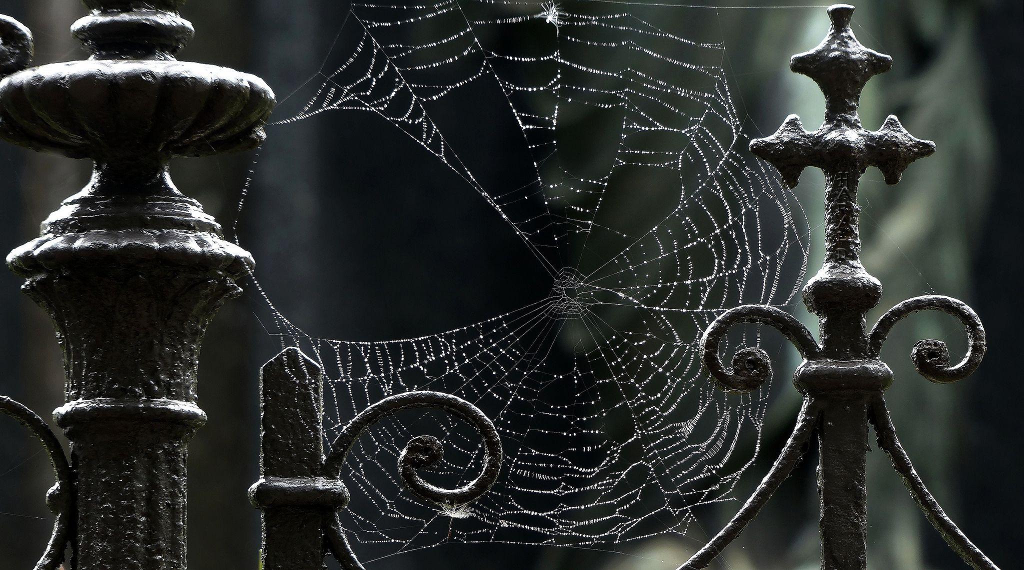 Spider Web Background HD Wallpaper, Background Image
