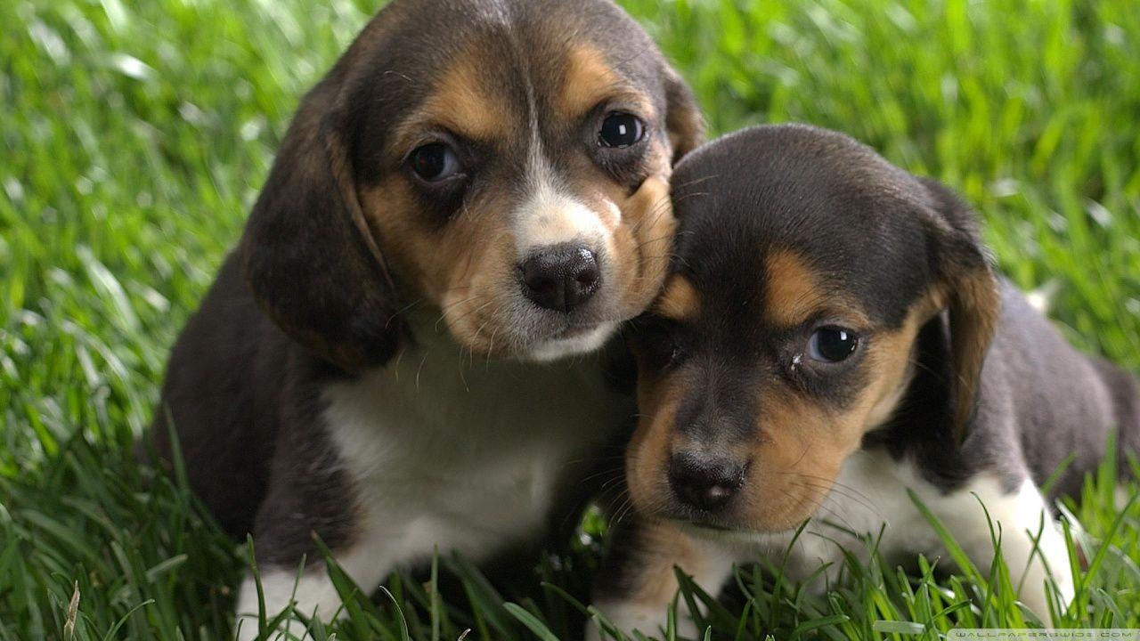 Beagle Puppies HD desktop wallpaper, Widescreen, High Definition