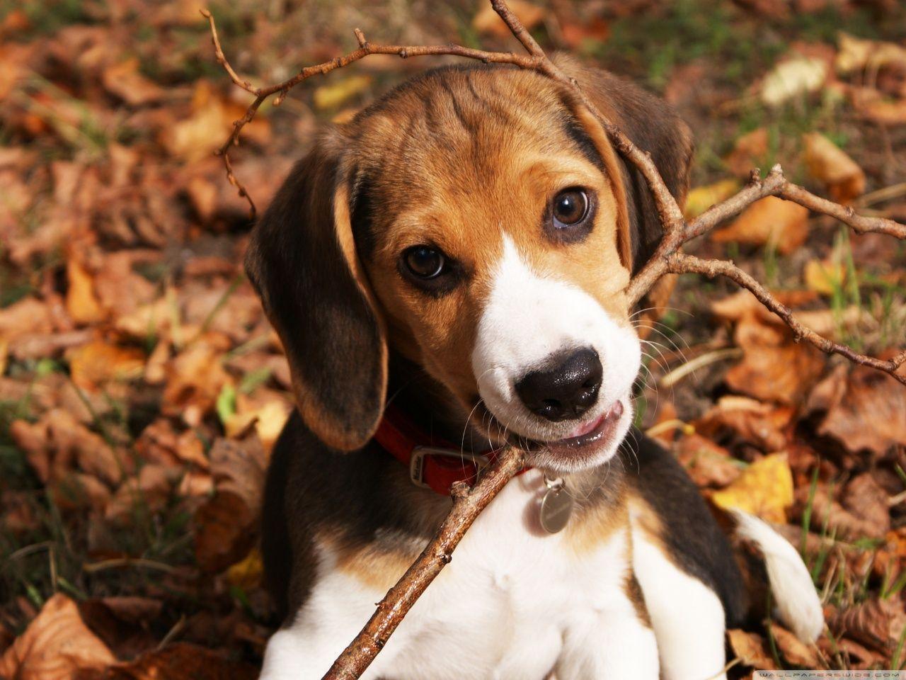Cute Beagle Puppy HD desktop wallpaper, High Definition