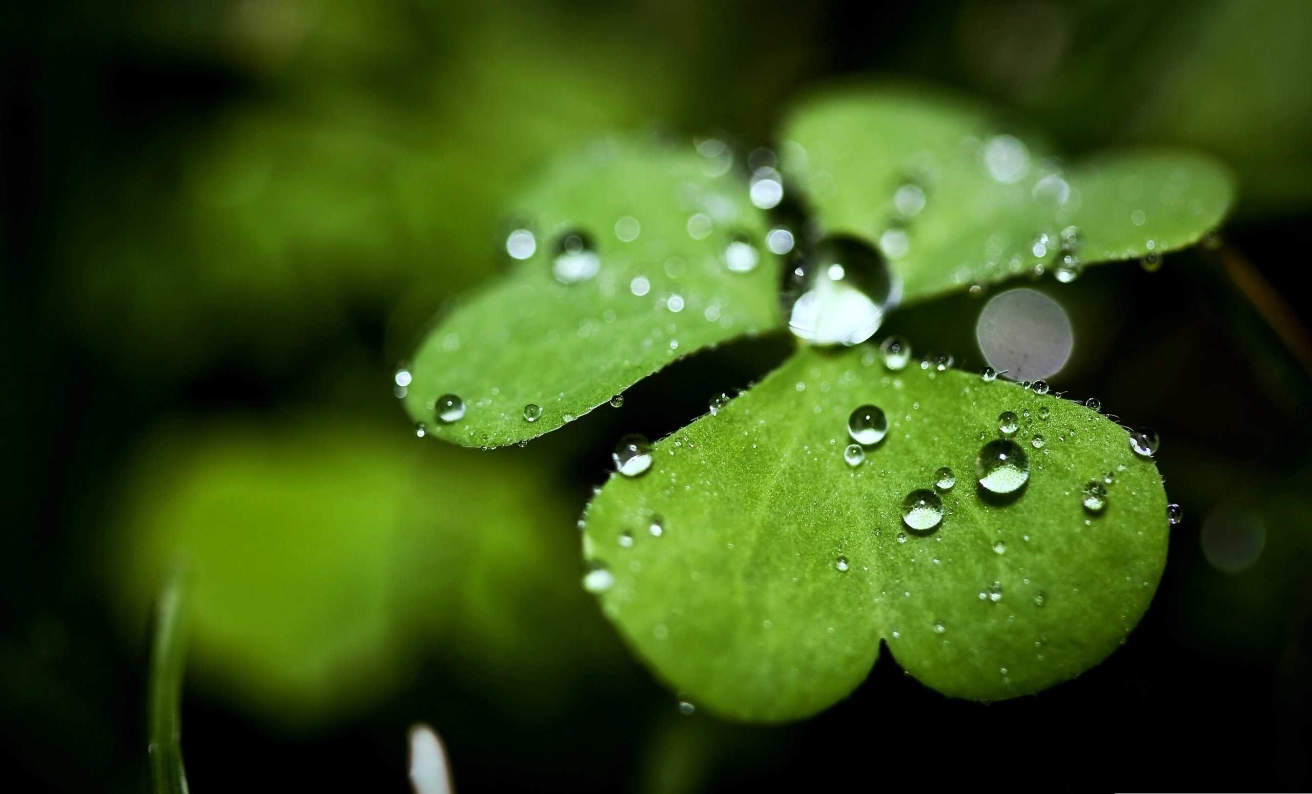 Photos Of Background Four Leaf Clover Wallpaper Full HD Pics