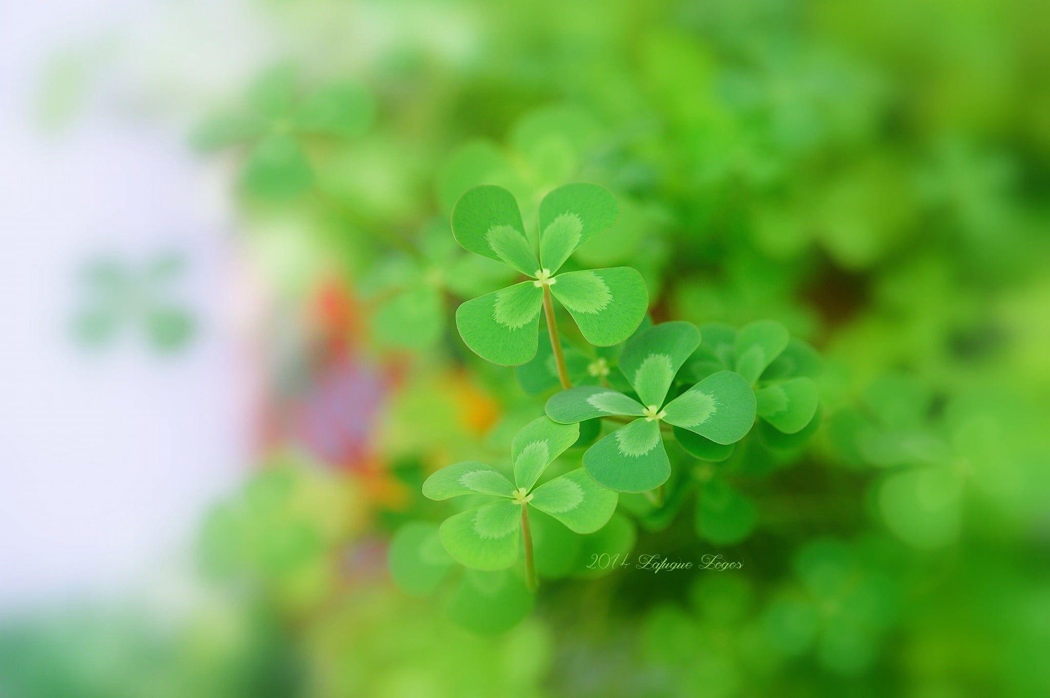 Clover Leaf Wallpapers - Wallpaper Cave