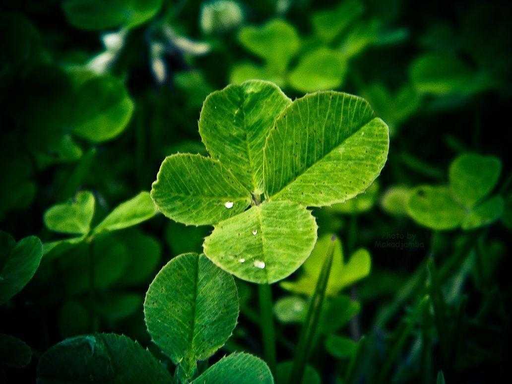 Four Leaf Clover Wallpaper Widescreen HD Image Of Laptop