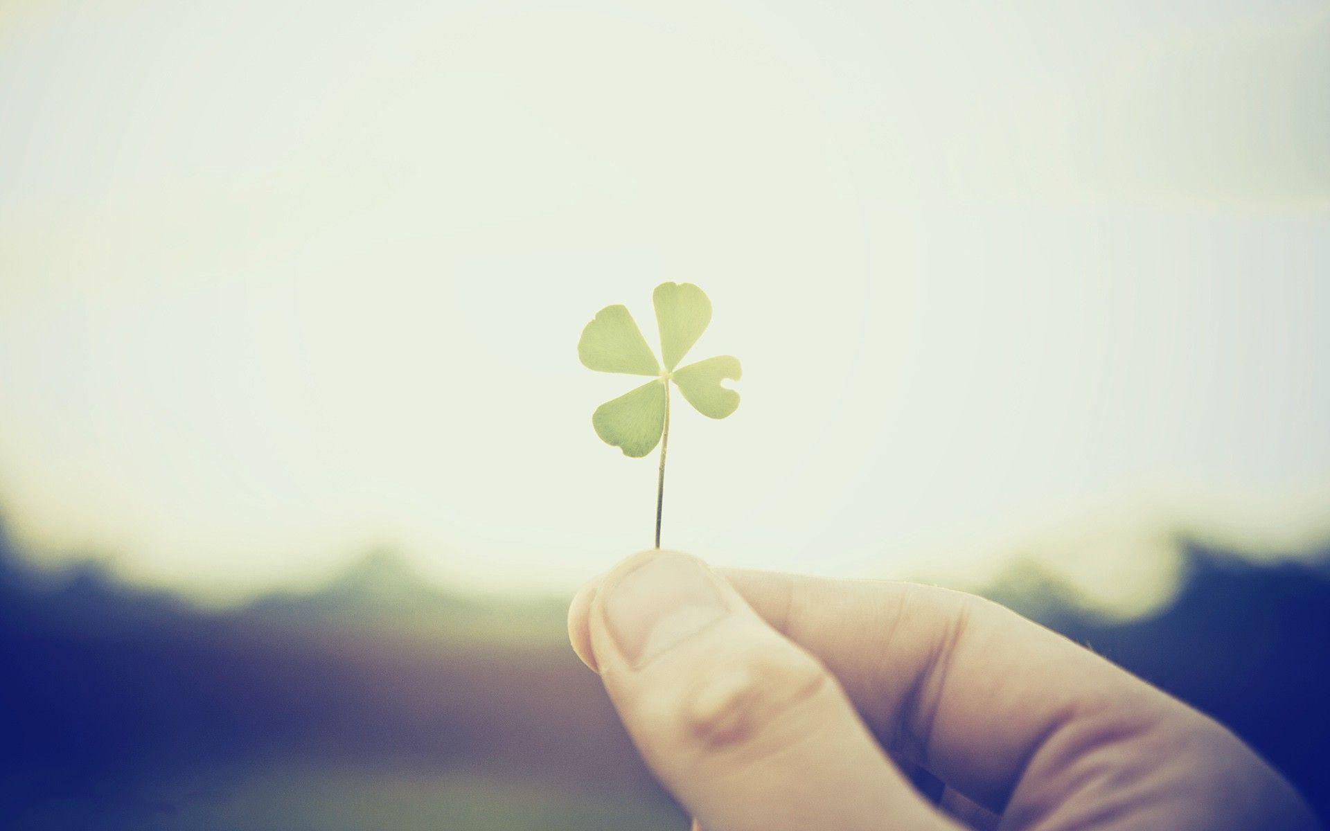 Wallpaper.wiki Four Leaf Clover Wallpaper Free Download PIC