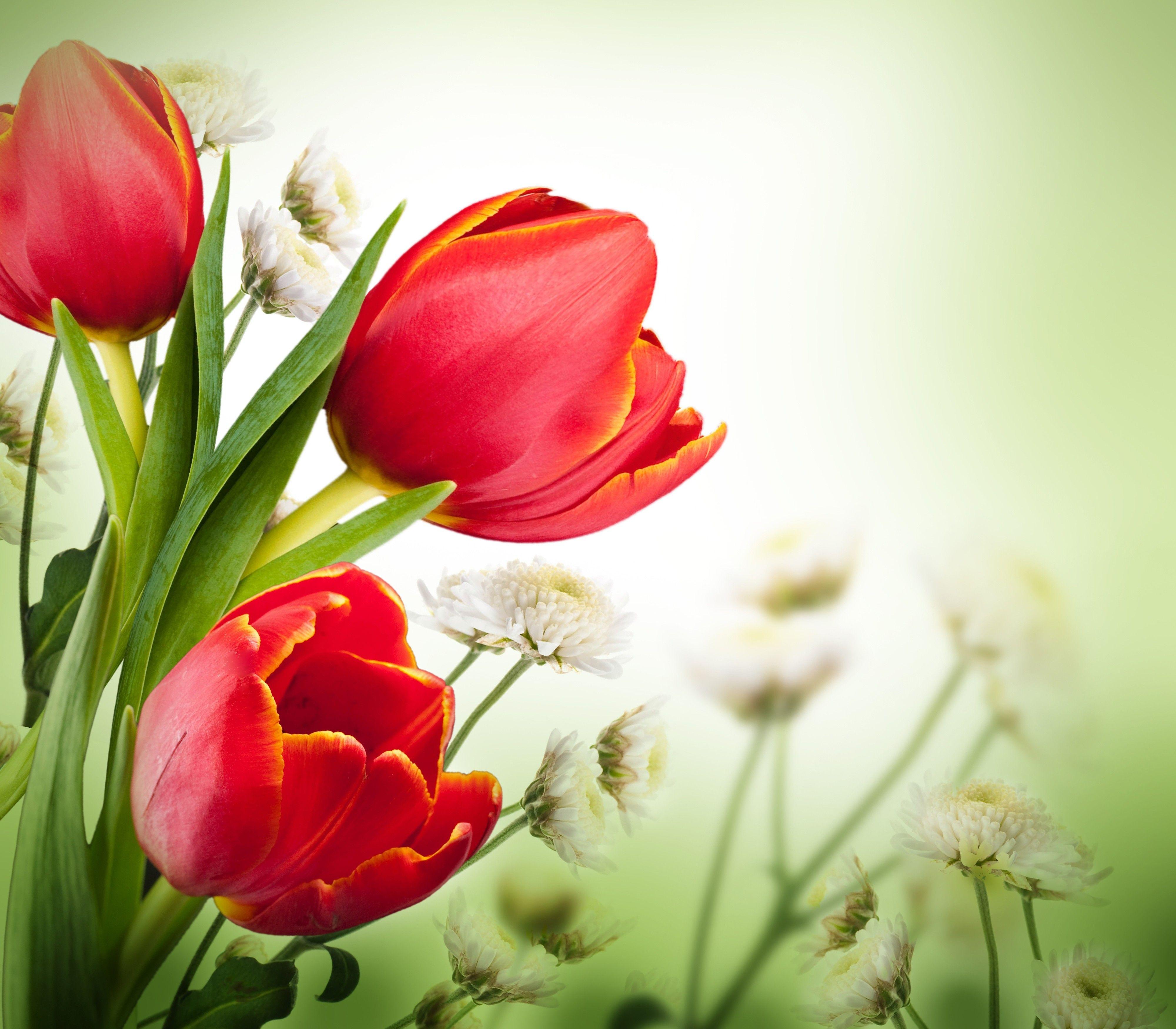 Trending Flower Wallpaper For Desktop Background 24