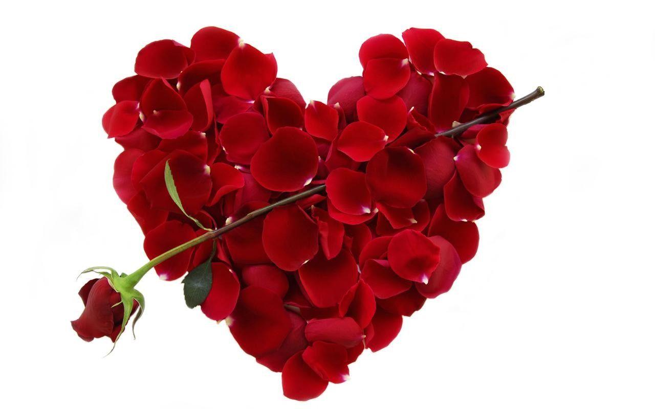 Flower: Rose Heart Red Flower Love Nature Desktop Background for HD