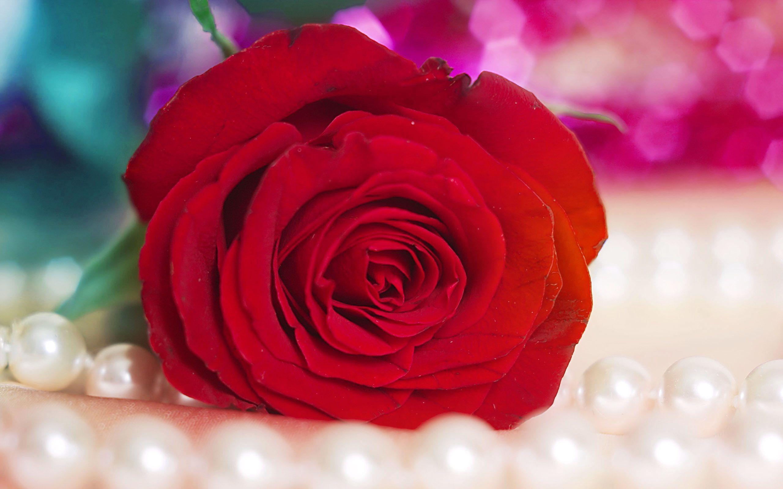 HD Wallpaper Rose Flower