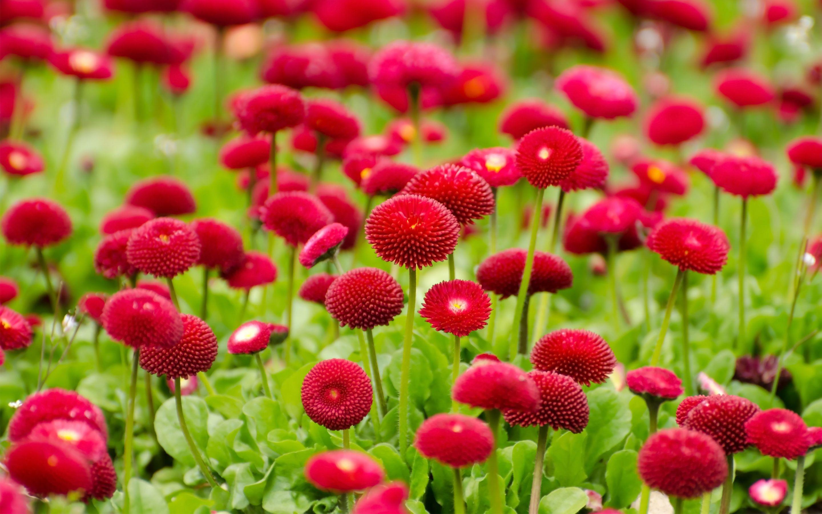 Flower Picture HD summer red flowers wide