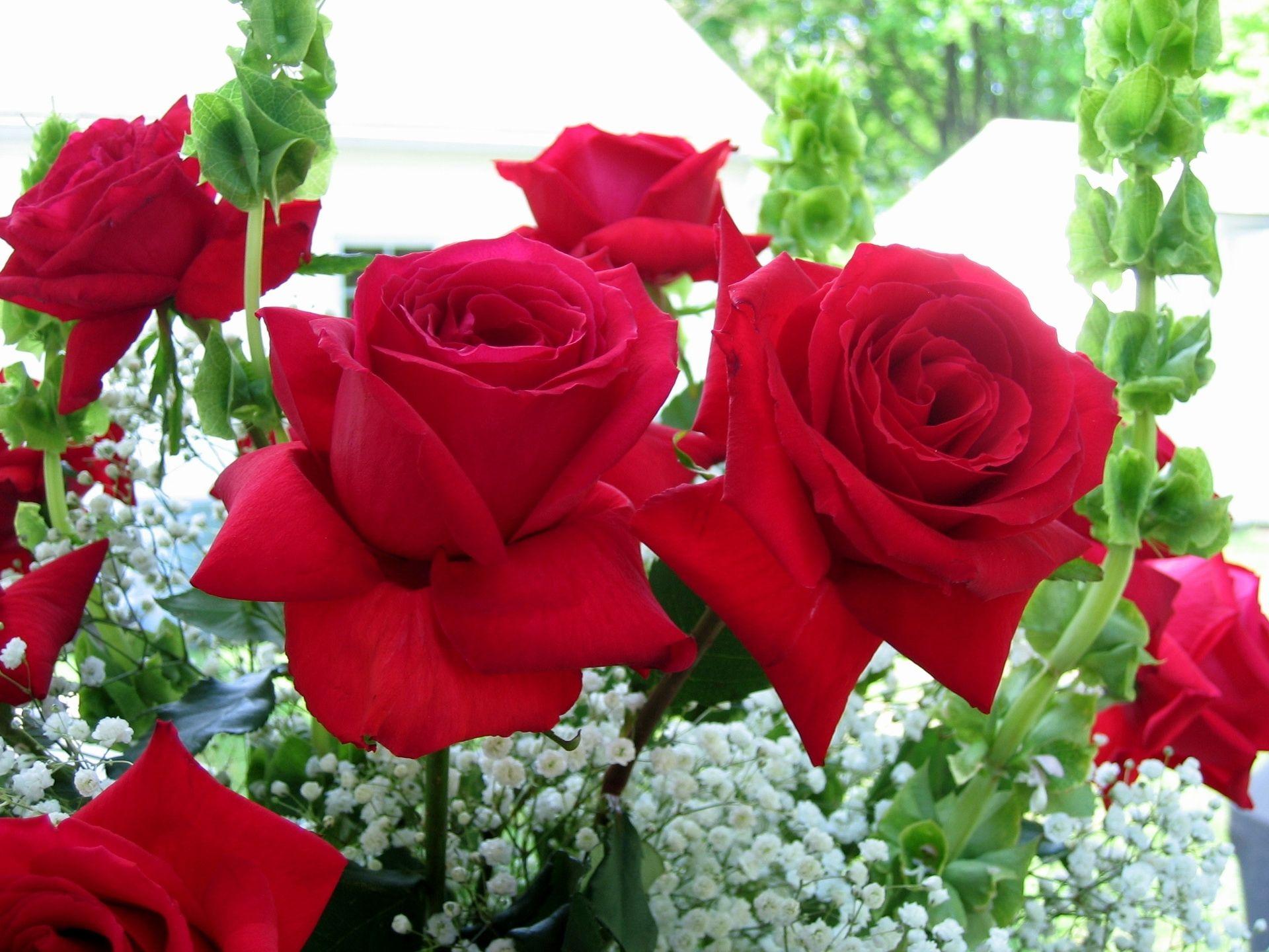 Latest Desktop Background Roses Full HD Pics And Image Of Laptop