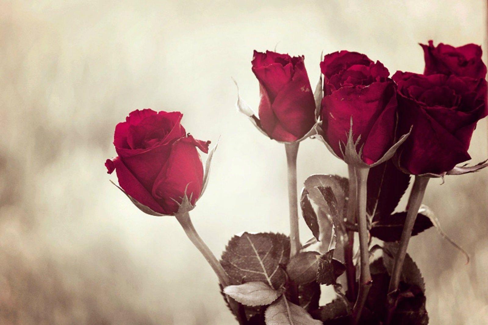 Rose Wallpaper Desktop Background Most Beautiful Red Roses HD