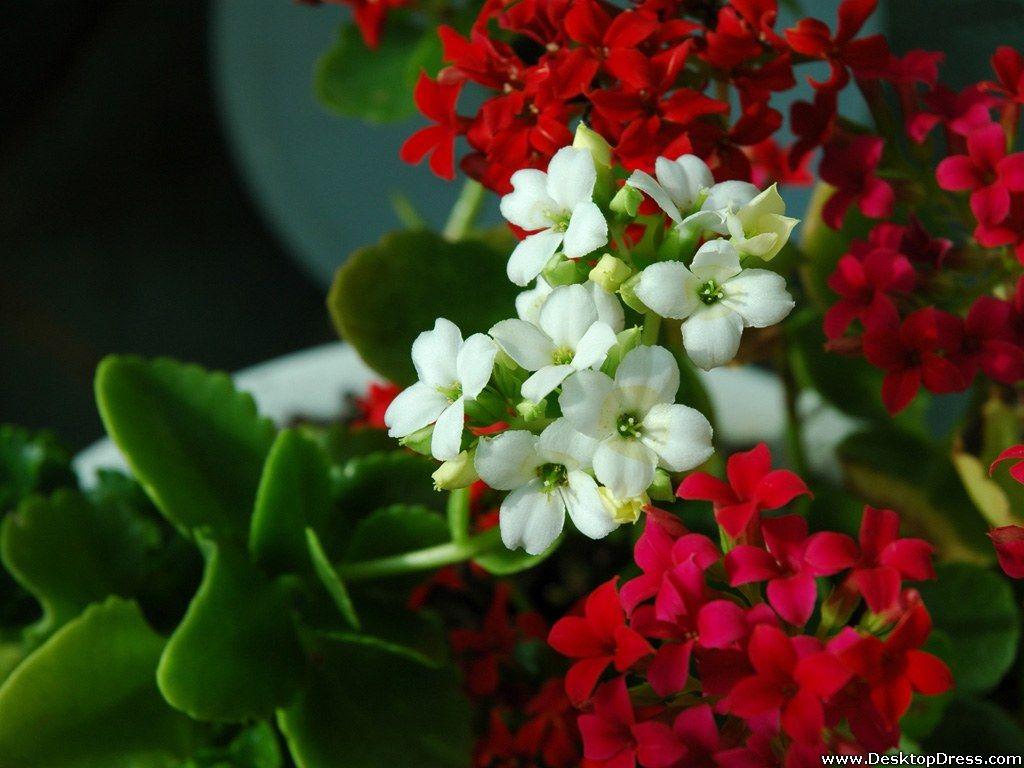 Desktop Wallpaper Flowers Background Red White Flowers