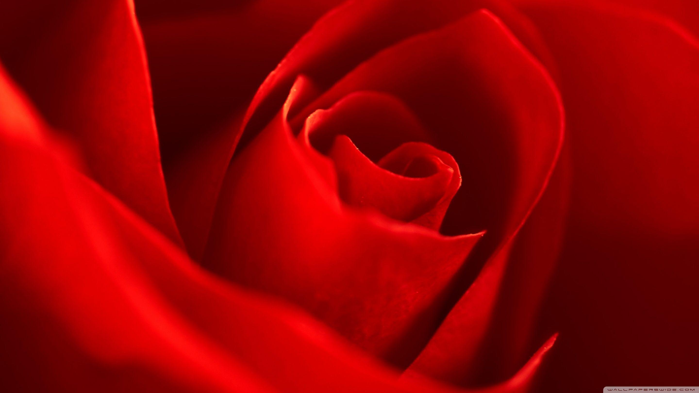 Very Beautiful Red Rose Flower ❤ 4K HD Desktop Wallpaper for 4K