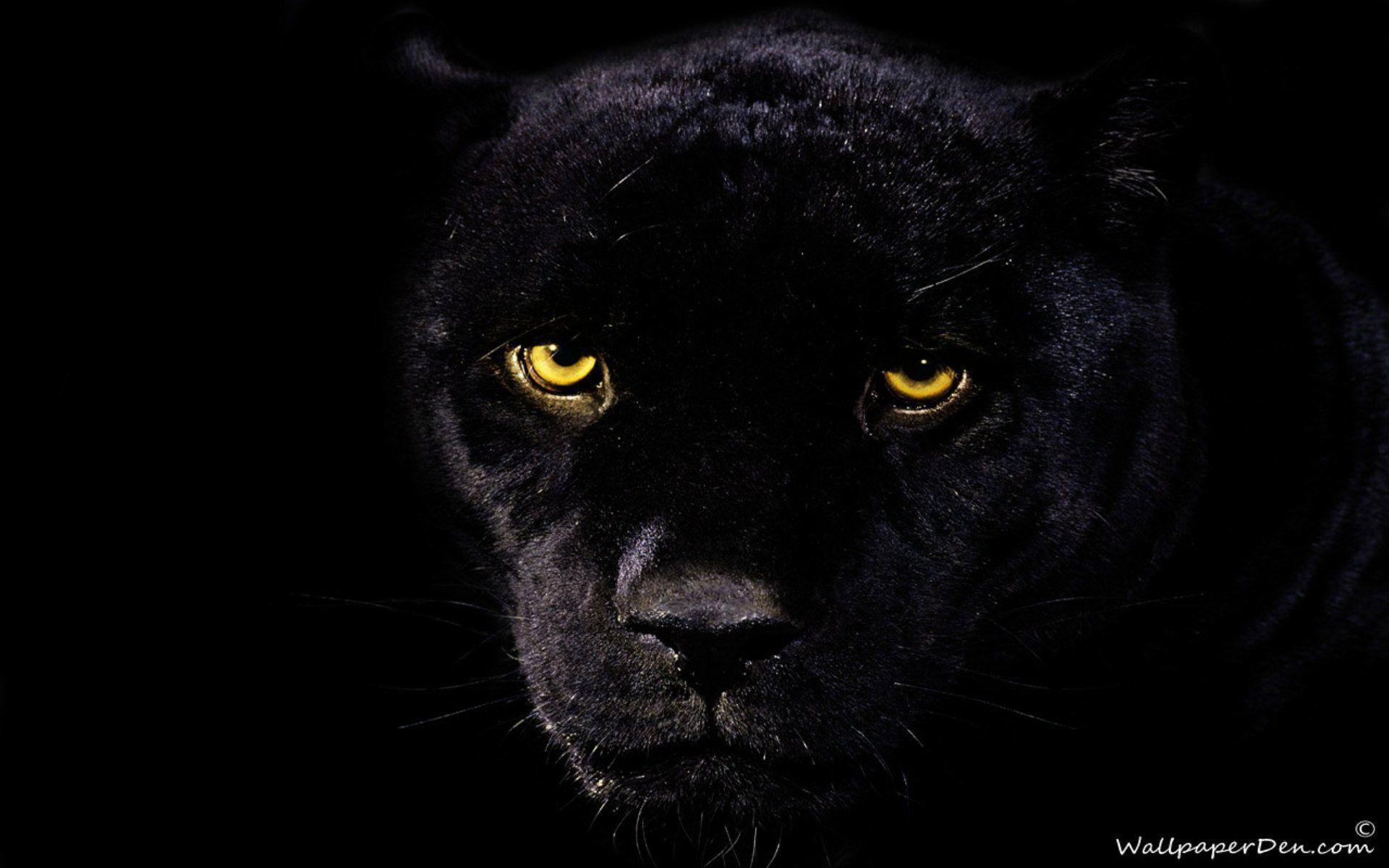 Download A Gorgeous Black Jaguar Ready to Pounce Wallpaper  Wallpaperscom