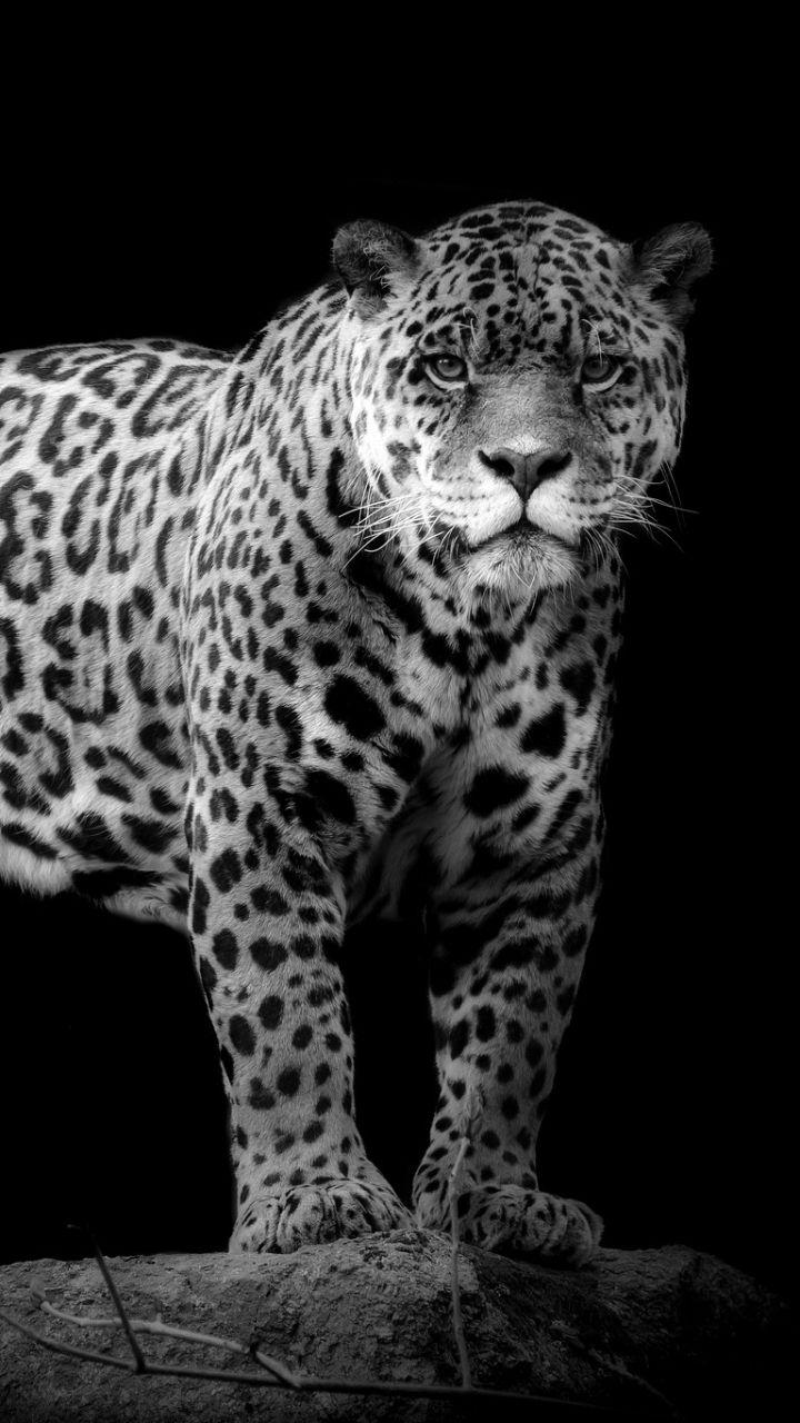 Animal Jaguar (720x1280) Wallpaper
