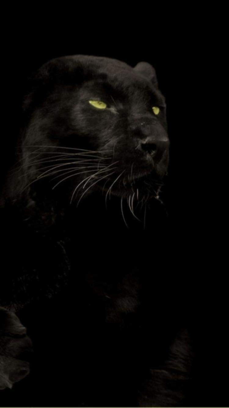 Cats animals black panther wallpaper