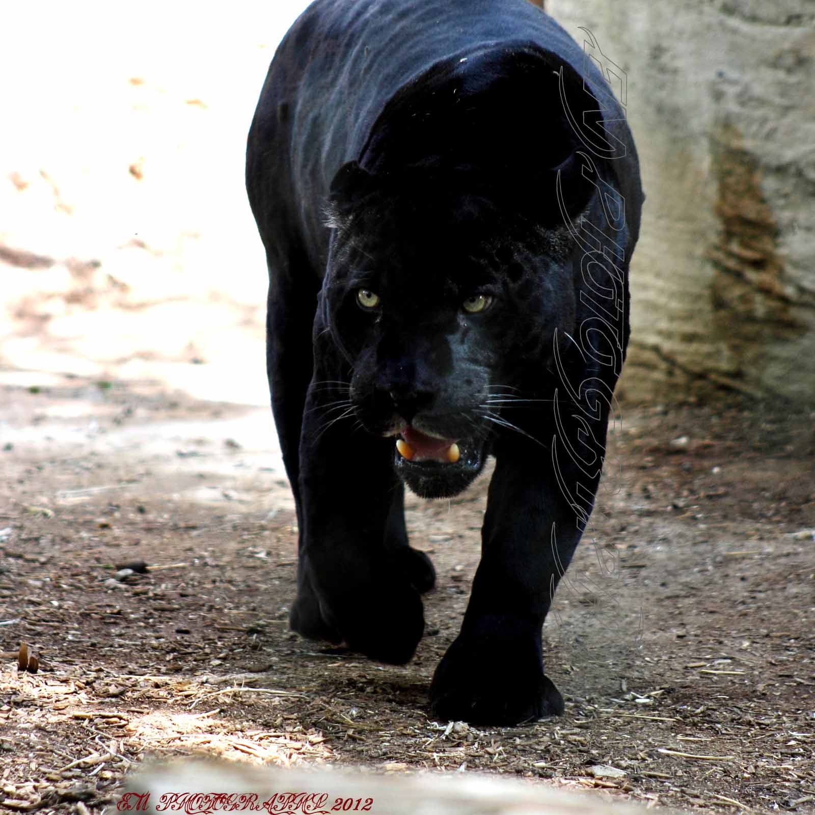 Black Panther HD Wallpaper Tracy Morgan