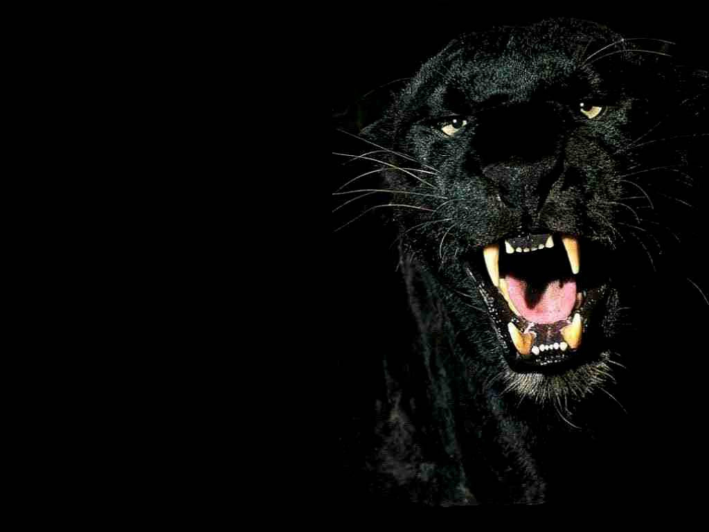 Panther Wallpaper