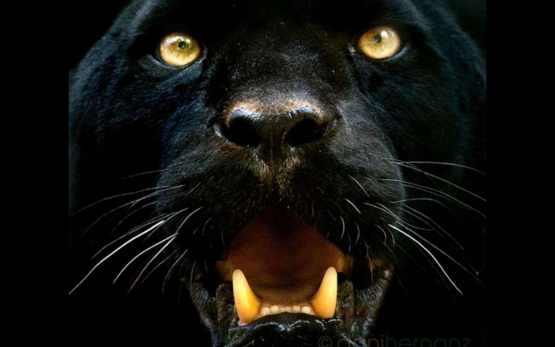 Black Panther Full HD Wallpaper and Background Imagex1200