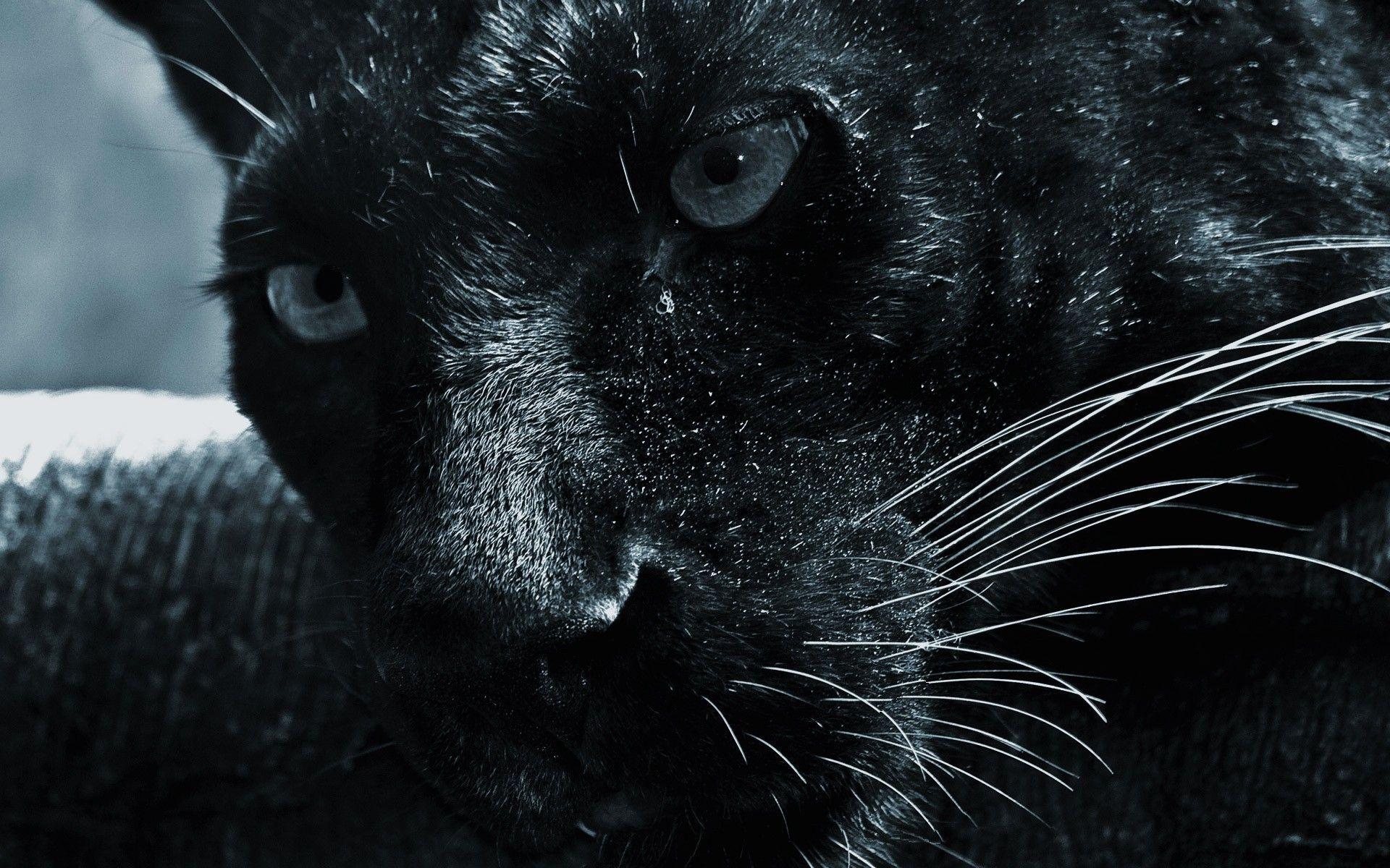 Jaguar Leopard Dark Theme Black Background 4K HD Dark Theme Wallpapers  HD  Wallpapers  ID 76560
