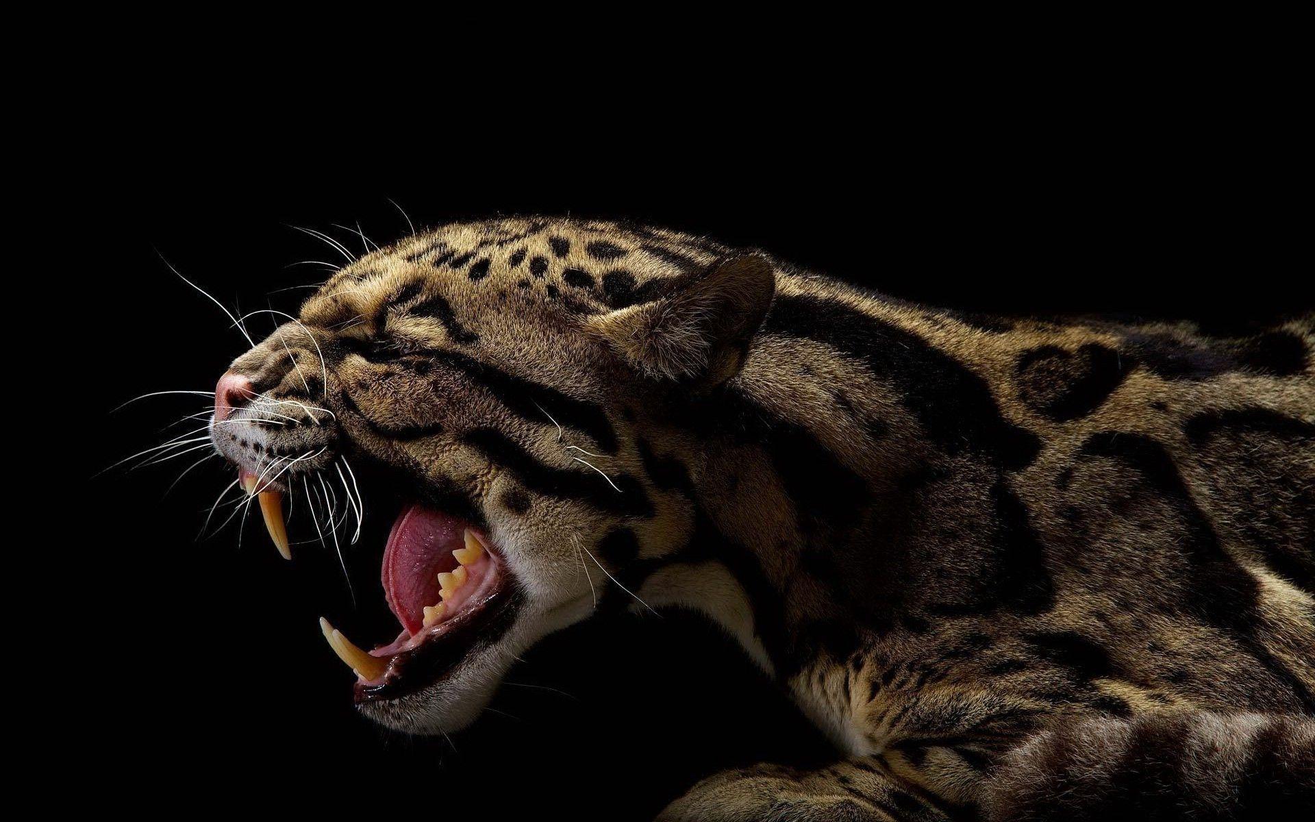 Best Of Black Jaguar Wallpaper Desktop. The Black Posters
