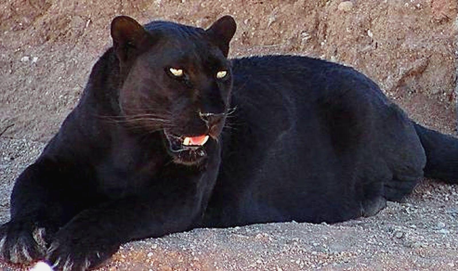 Black Jaguar Wallpaper Desktop Background Cedehm Black Jaguar Blue