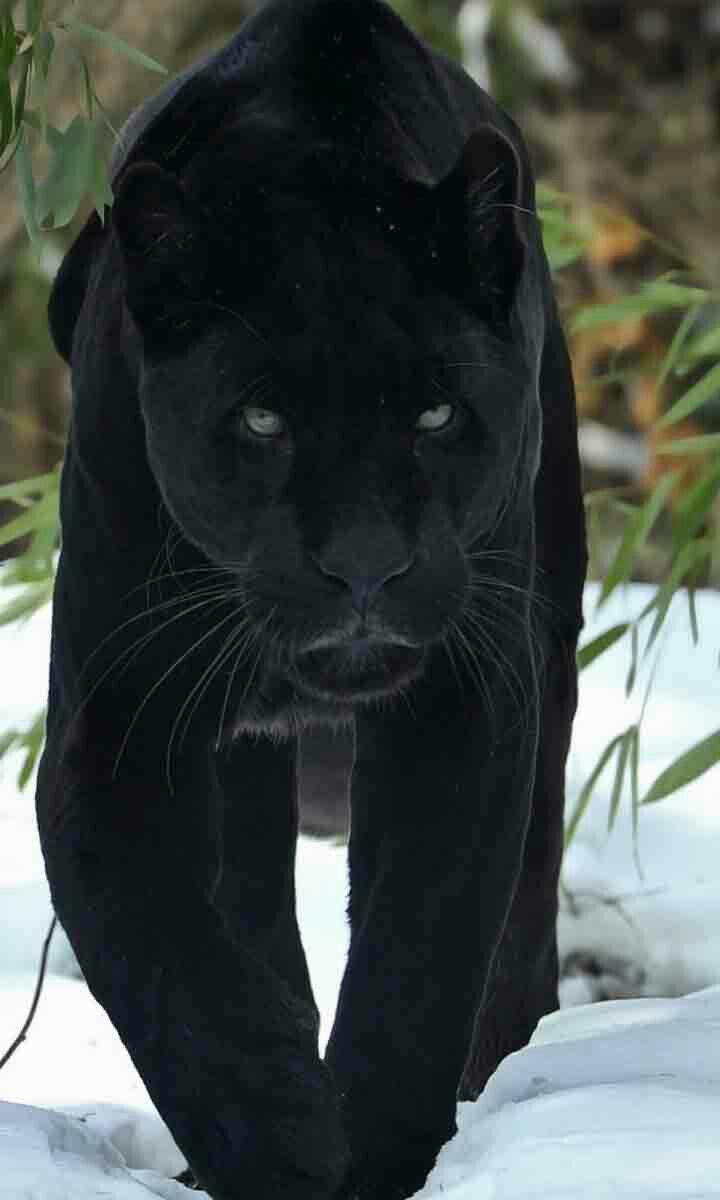 Tiere. Black panther, Wild life and Animal