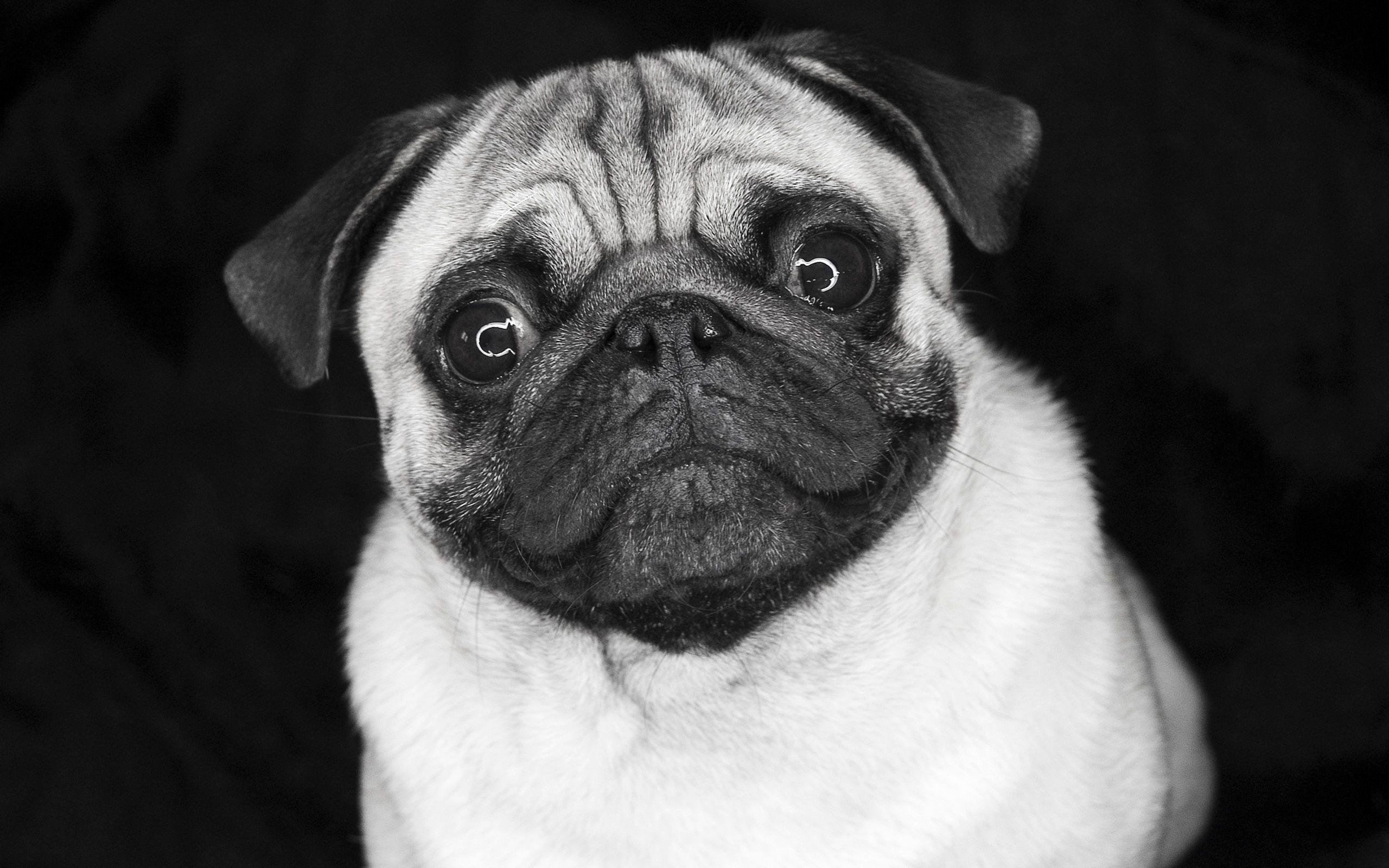 Free HD Pug Wallpaper