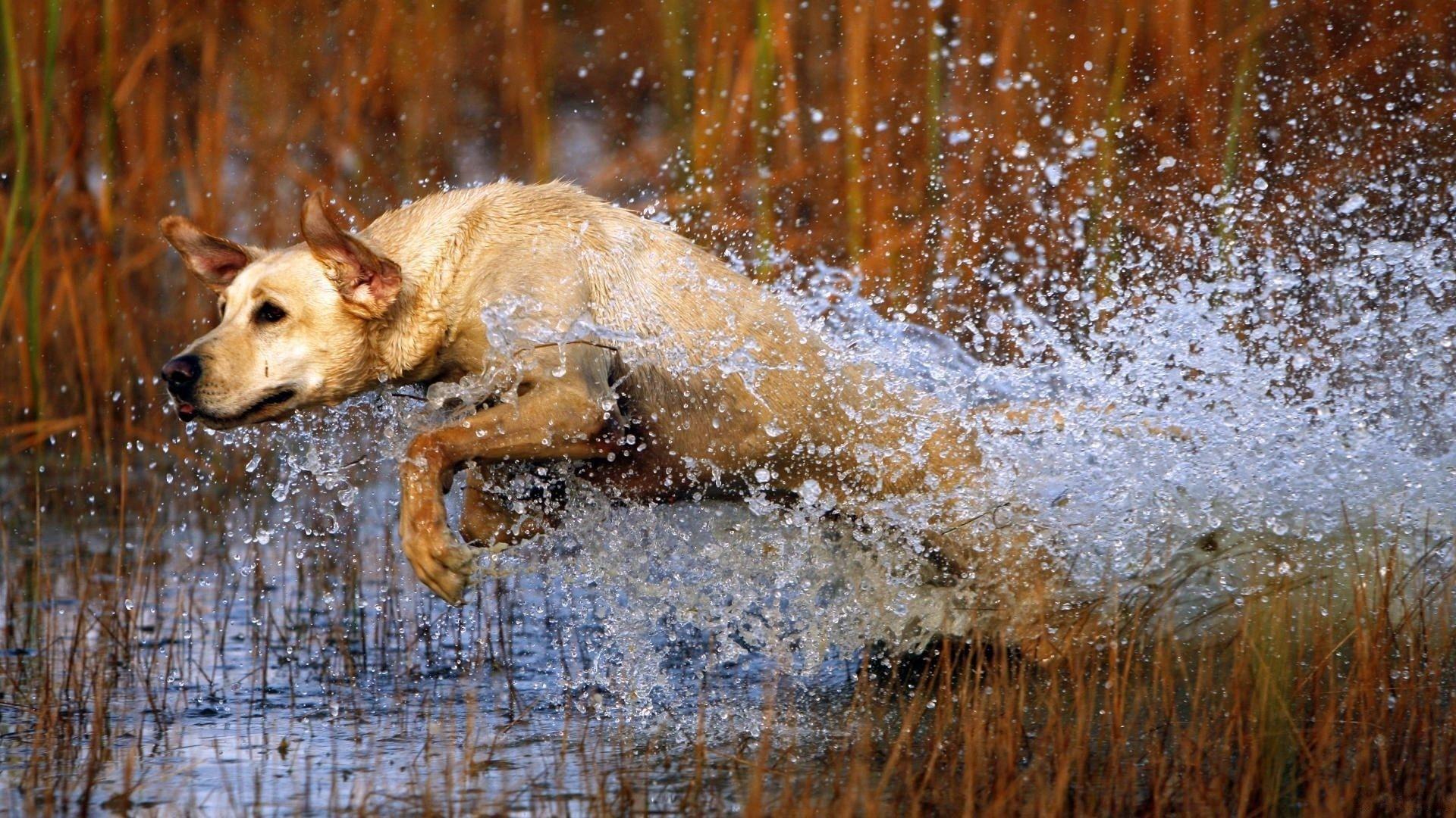 Mobile Hunting Dog Picture Quality. Free Wallpaper