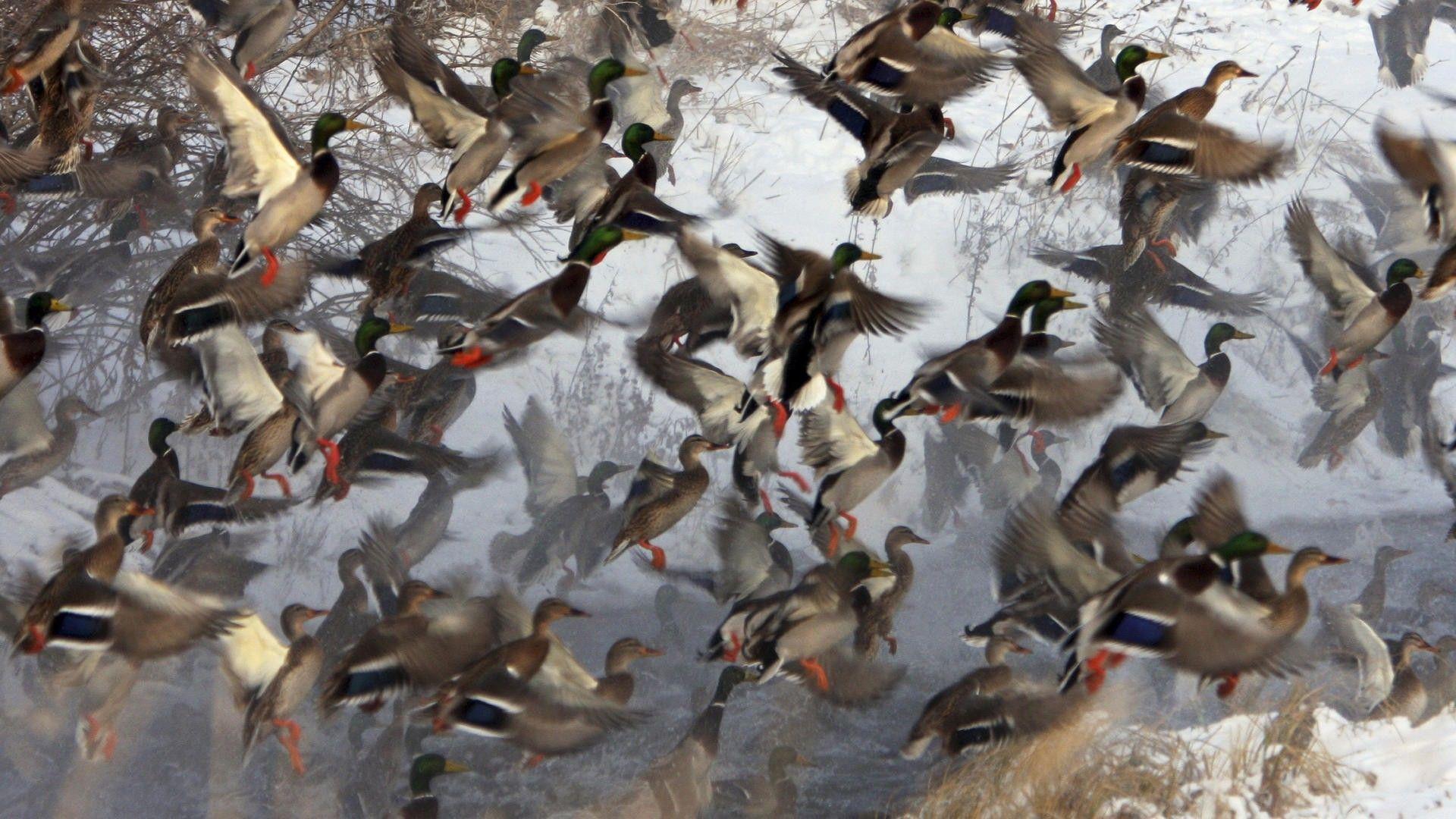 Duck Hunting HD Wallpaper