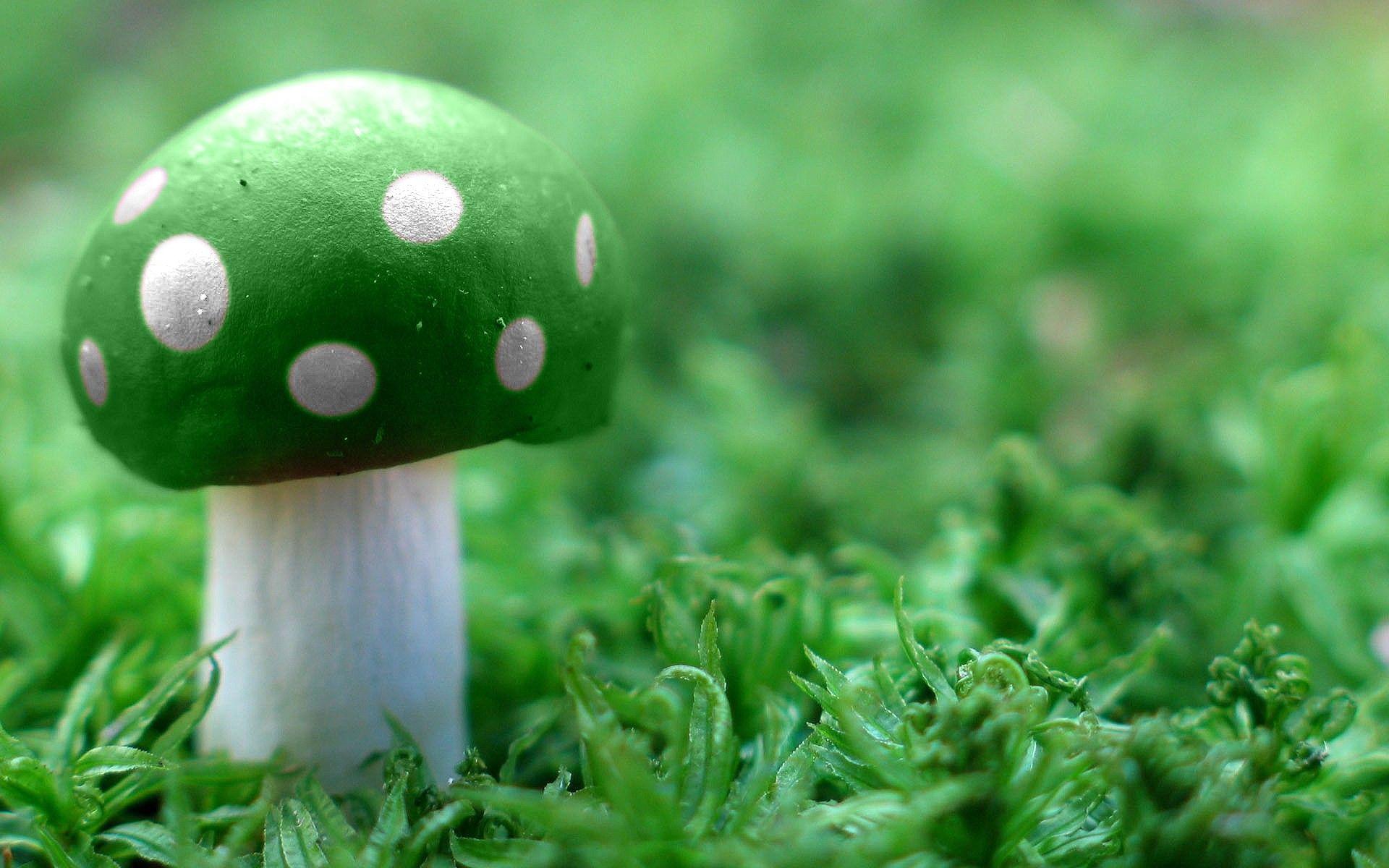 Green Mushroom Wide Wallpaper