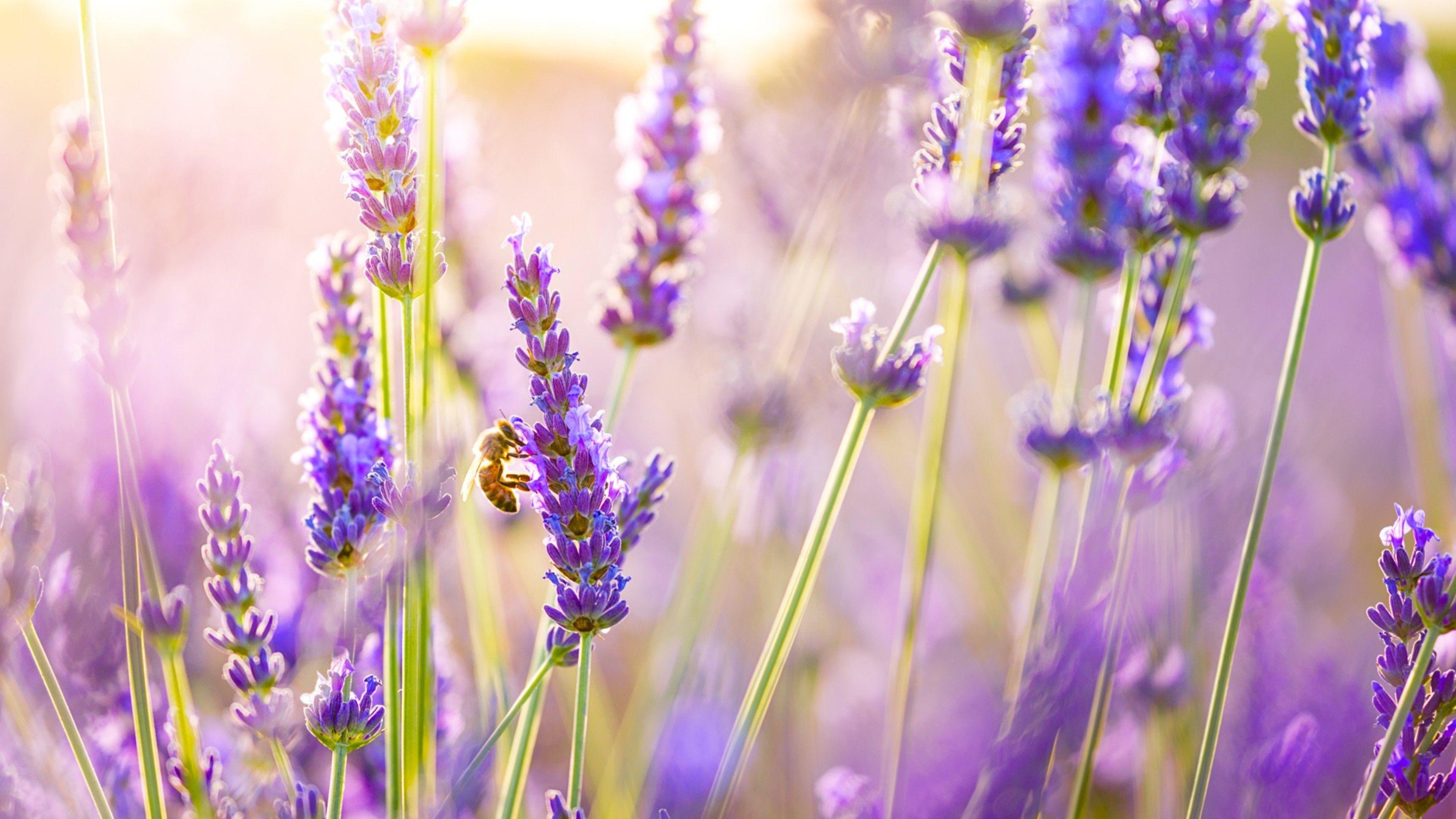 Lavender Flowers, HD Flowers, 4k Wallpaper, Image, Background