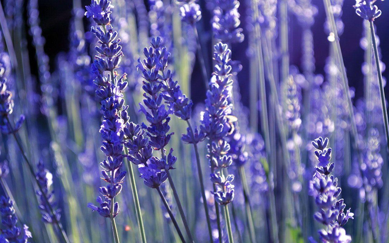 Lavender Wallpaper