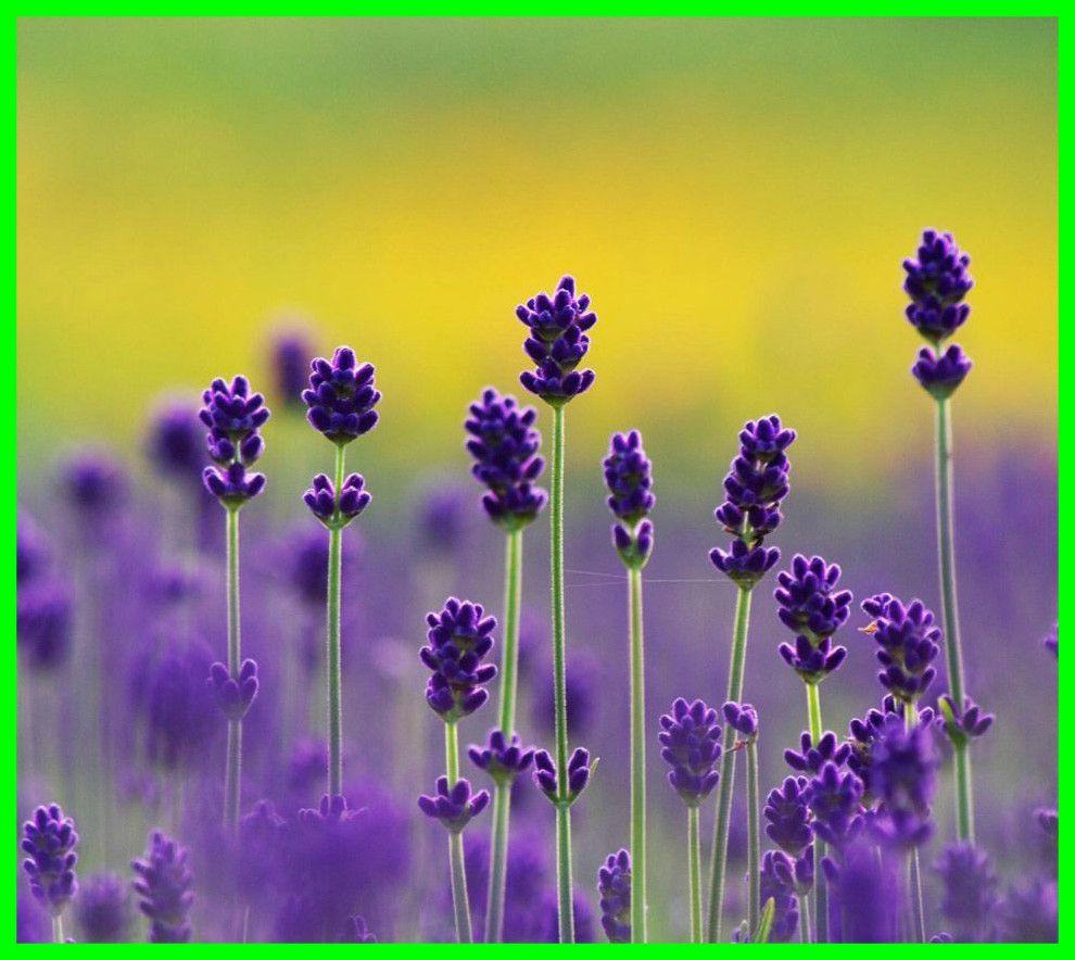 Lavender Wallpapers HD - Wallpaper Cave