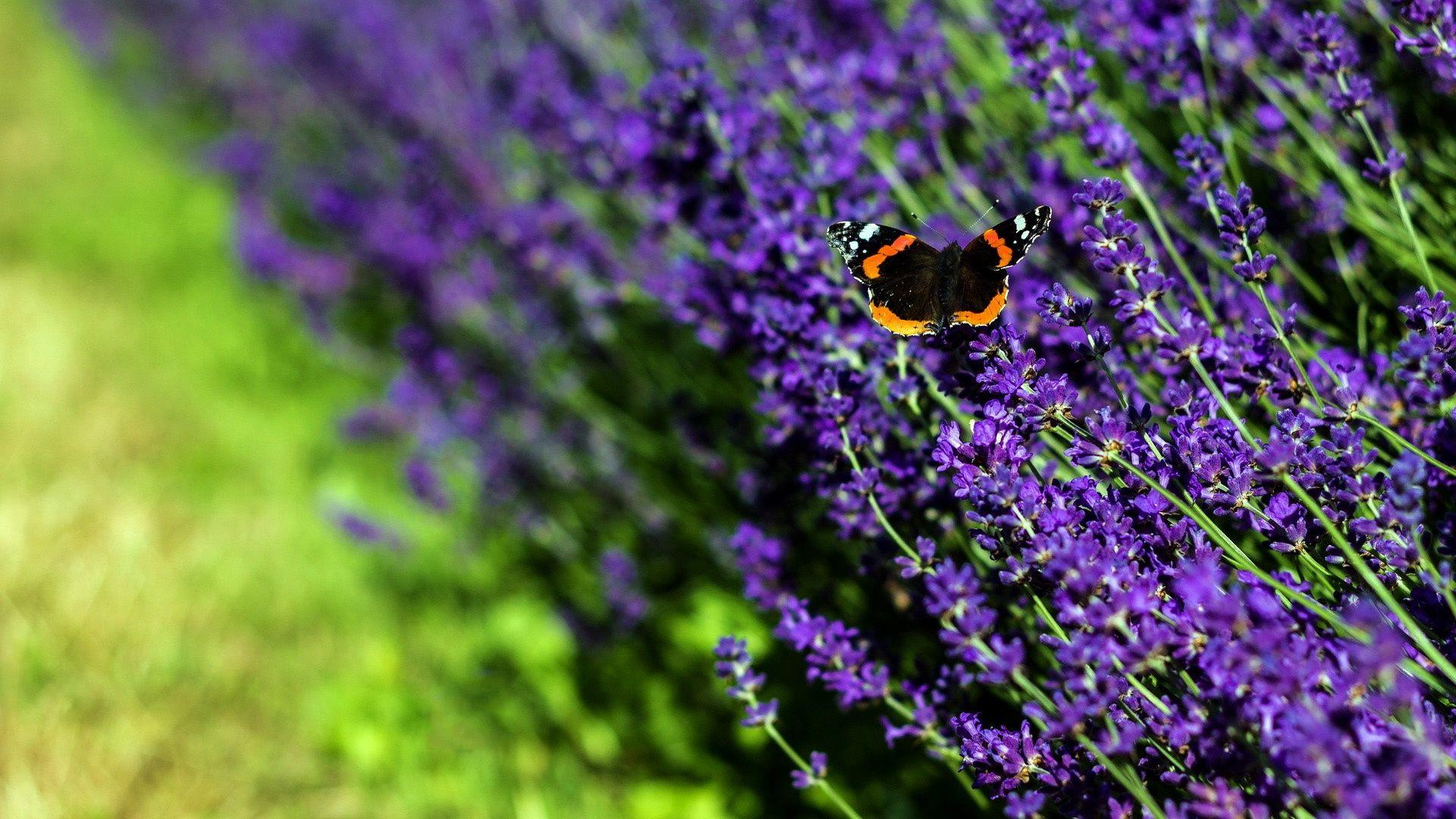 Lavender Wallpaper HD 21775 2560x1600 px