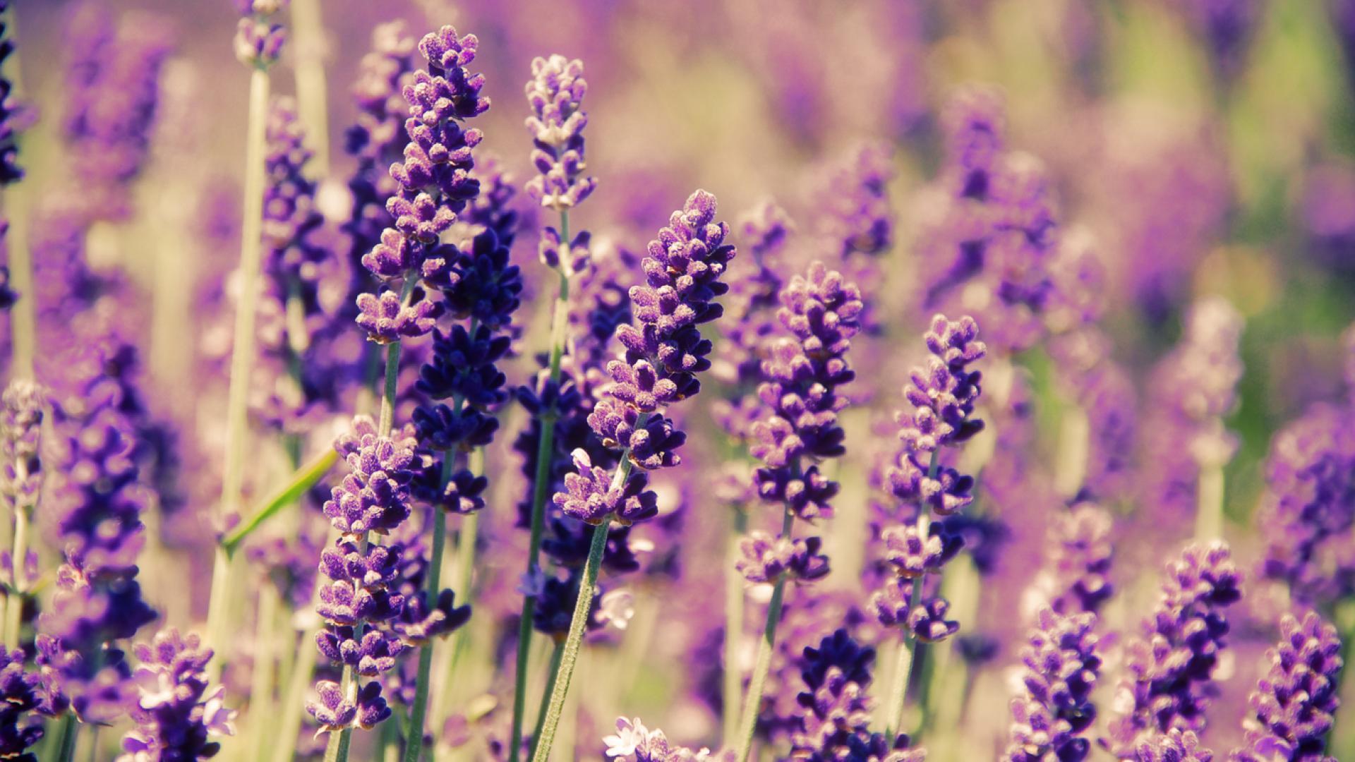 Lavender Flowers HD Wallpaper, High Definition
