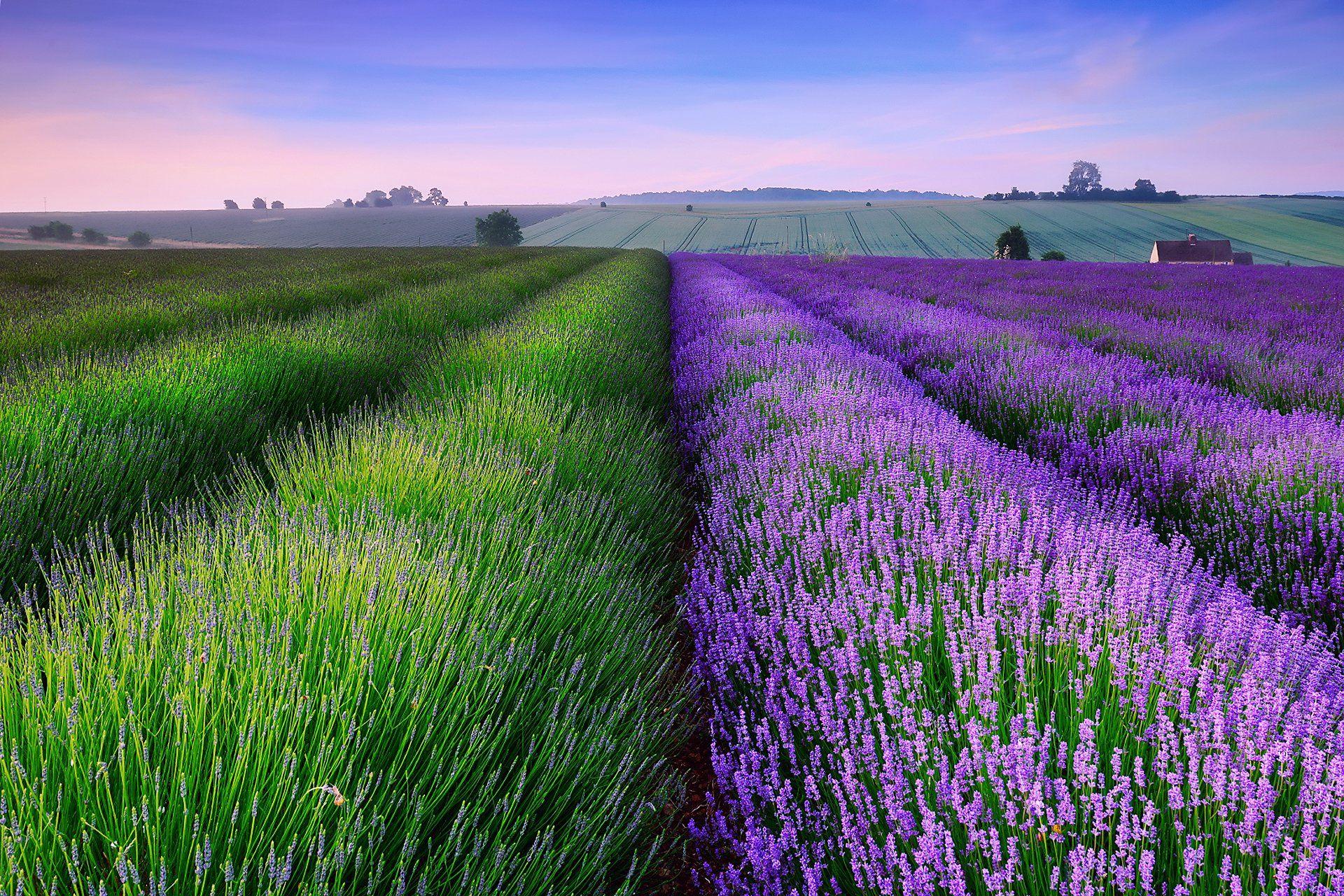 Lavender Field HD Wallpaper. Background Imagex1280