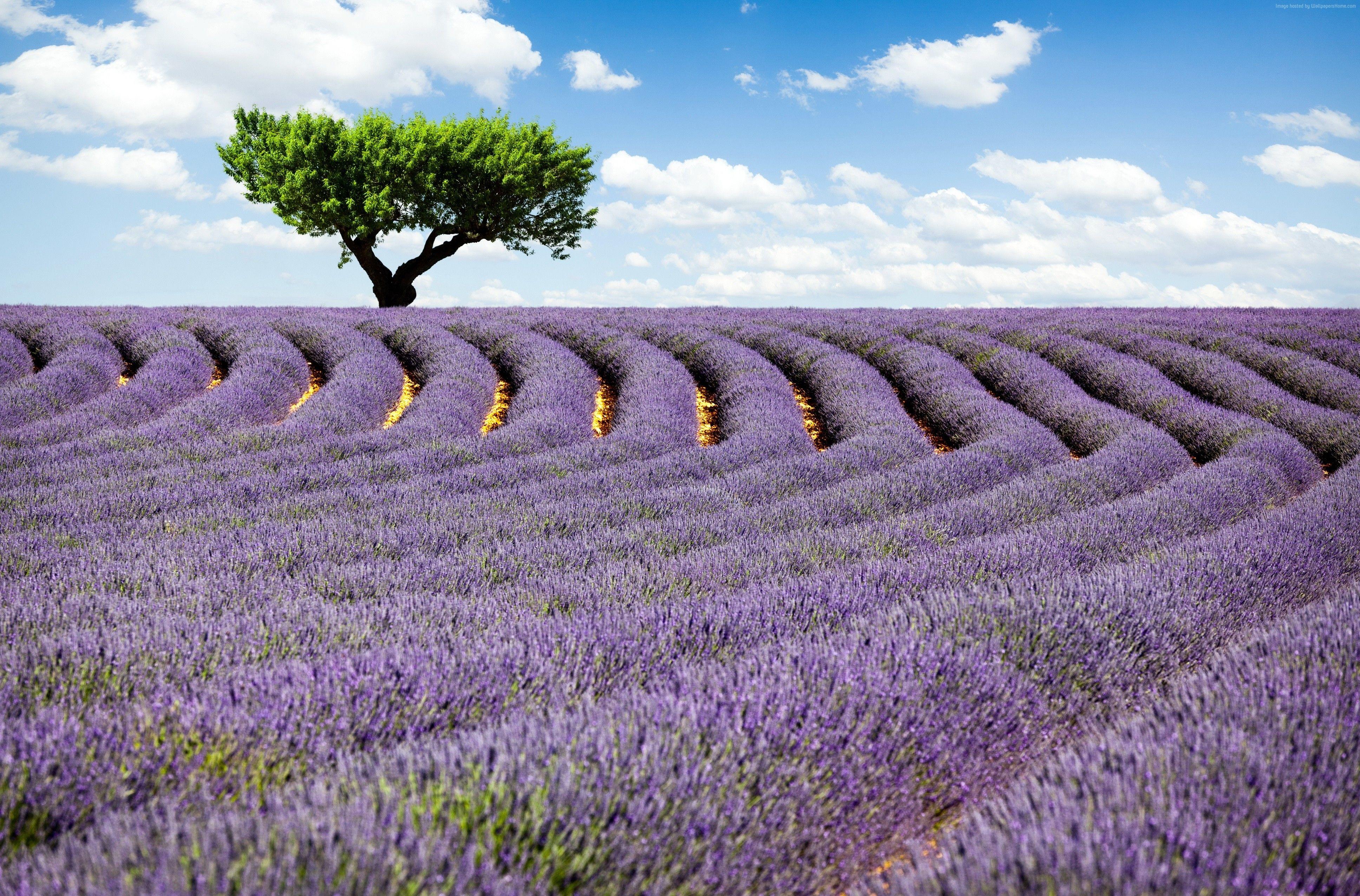 Wallpaper Lavender field, 4k, HD wallpaper, Provence, France
